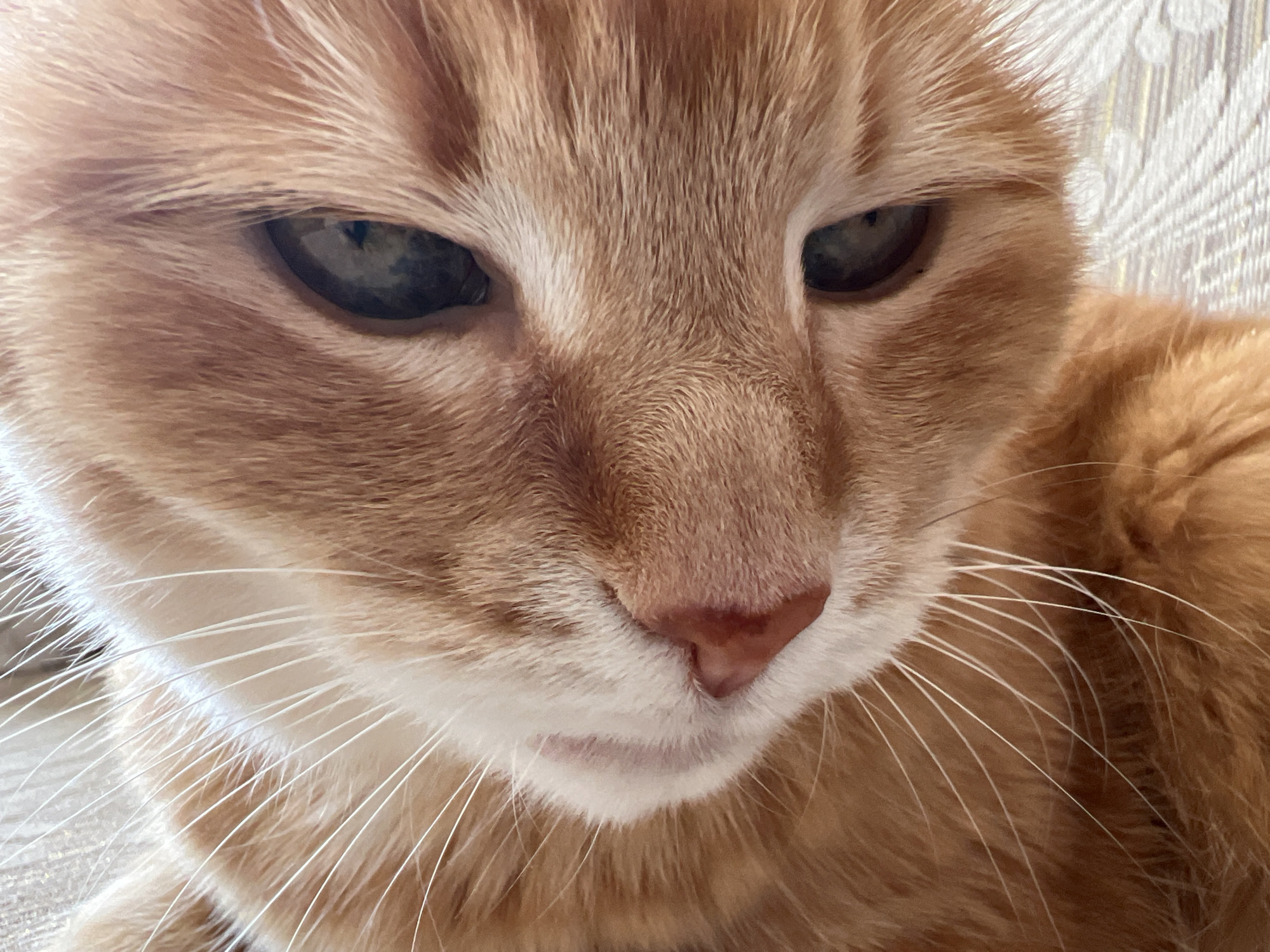 A close-up, head-and-shoulders shot shows the face of an orange tabby cat. The cat's fur is a warm, ginger color with darker tabby stripes visible on its forehead and around its eyes. The cat's eyes are a striking green-blue, with pupils that appear to be partially dilated, suggesting the cat may be alert or in dim lighting. Its nose is a soft pinkish-brown, and its mouth is slightly open, revealing a hint of its tongue. Long, white whiskers fan out from the cat's muzzle. The background is out of focus, appearing to be a textured surface, possibly a blanket or upholstery, in a neutral, light color. The lighting is soft and diffused, highlighting the texture of the cat's fur. There are no people or other animals visible in the image, and the location is unknown.