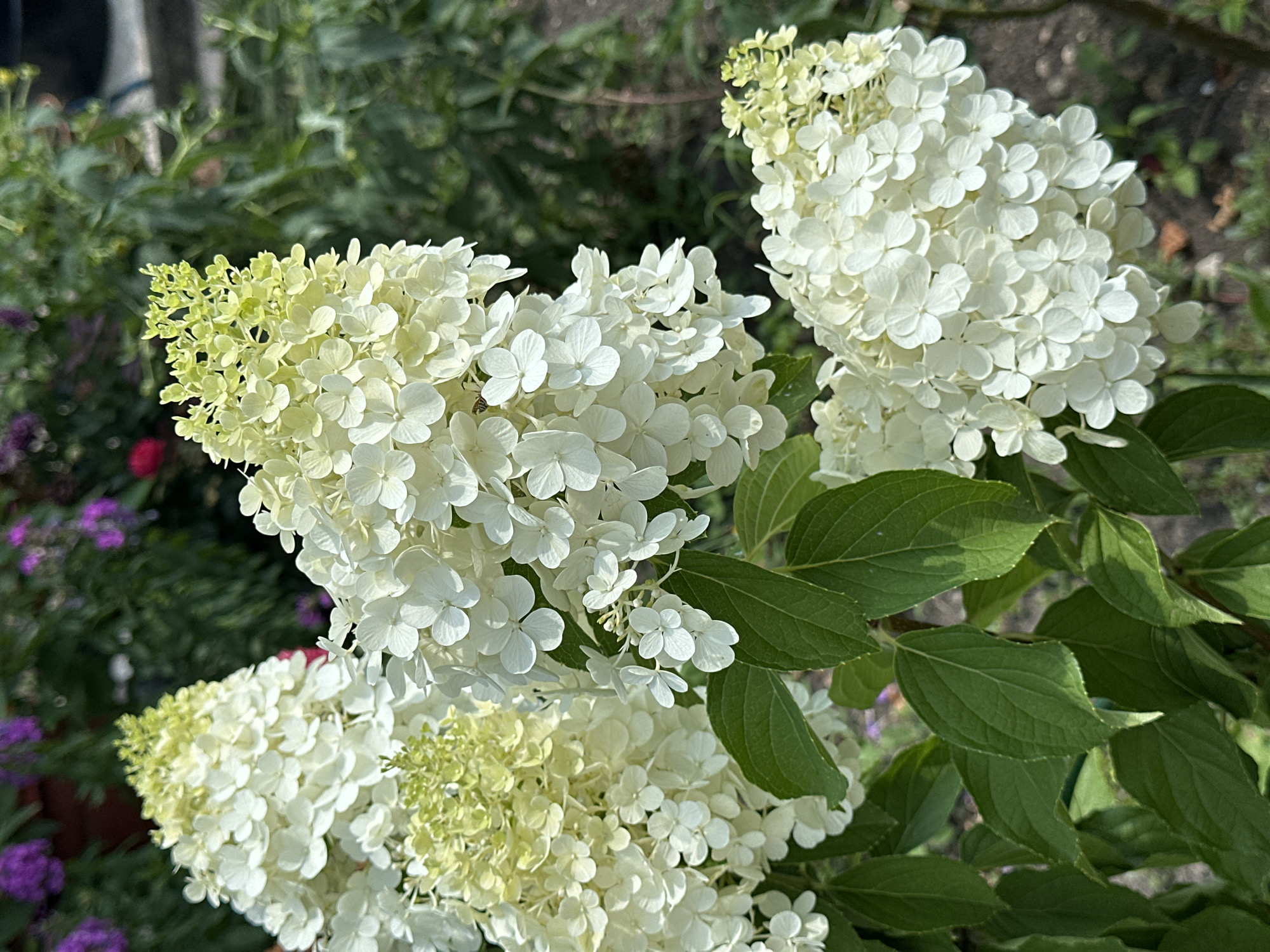 A close-up photograph captures a cluster of white hydrangeas with some pale green florets at the tips. The hydrangeas are in focus, showcasing their intricate petal structure. In the background, out-of-focus foliage in shades of green and hints of purple flowers suggest a garden setting. The lighting indicates it is daytime, likely under a bright sun, casting subtle shadows. There are no people, animals, or specific landmarks visible that would indicate a location within Essentuki, Russia. The image appears to be a botanical photograph focusing solely on the flowers and their immediate surroundings.