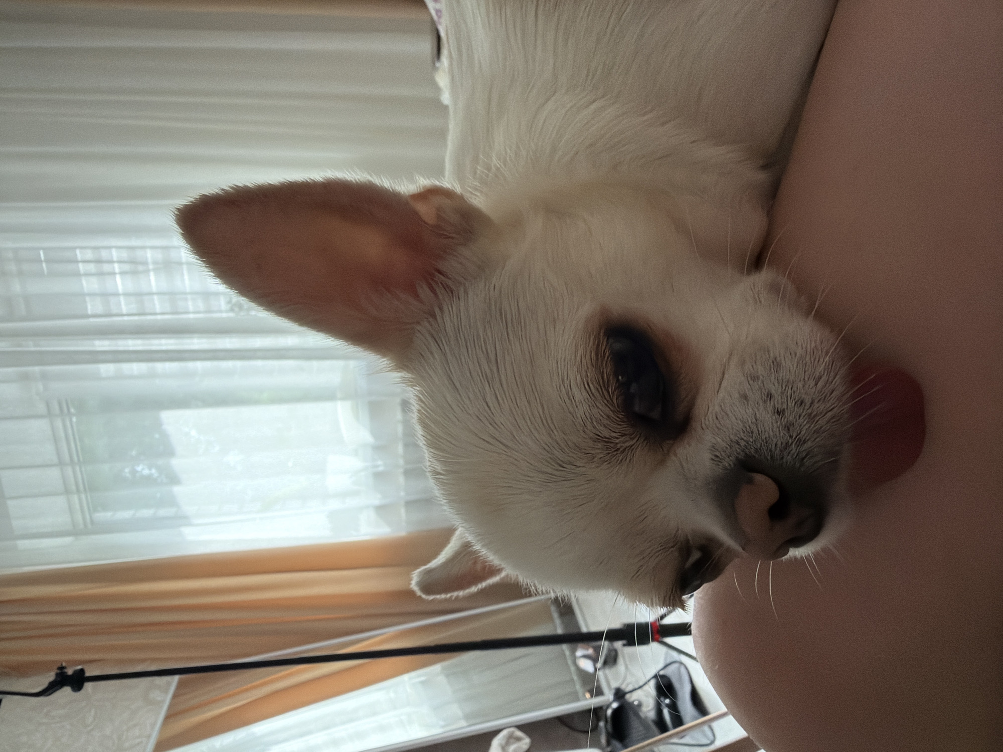 A white Chihuahua dog rests its head on a person's leg, with its tongue slightly out. The dog's fur is white, and it has large ears. The person's leg is bare and appears to be a shade of tan. In the background, sheer curtains are visible, with a window behind them. A black lamp stand is to the left of the dog. The setting is indoors, likely a residential room. There is no indication that this image is related to the city of Semiluki, Russia.