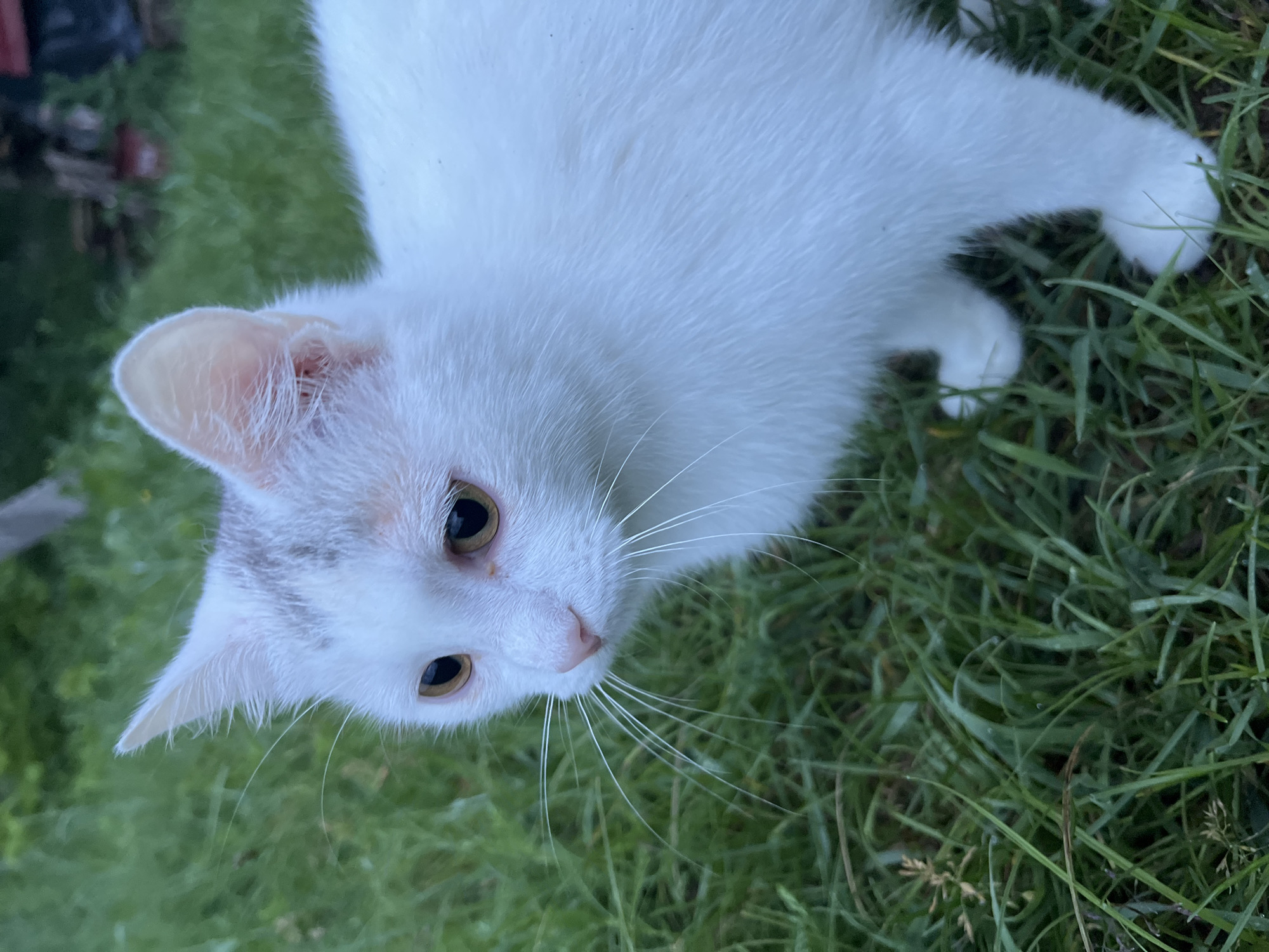 A medium shot captures a white cat with pale amber eyes and light gray markings on its head, standing in a patch of green grass. The cat's gaze is directed to the left of the frame, with its head tilted slightly. Its whiskers are long and prominent. The background is blurred, showing more grass and indistinct foliage. The lighting suggests it is daytime. The location is Unknown, Unknown.