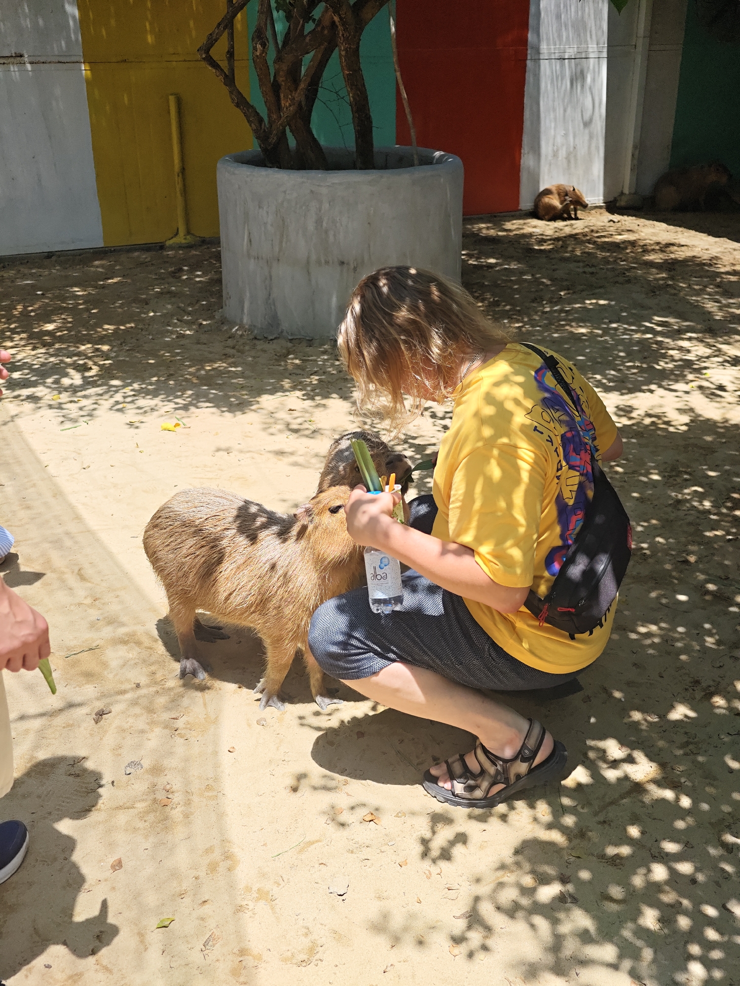 In Phước Hải, Vietnam, a person wearing a yellow t-shirt and dark patterned shorts kneels on sandy ground. They are holding a bottle of water and offering food, possibly a green vegetable stalk, to a capybara. Another person, partially visible on the left, is also holding a green food item. The capybara is facing the person kneeling and appears to be eating. In the background, a large concrete planter with a tree is visible, along with a wall painted in vertical sections of white, yellow, red, and teal. Sunlight casts dappled shadows on the sandy ground. Further in the background, other capybaras are resting.