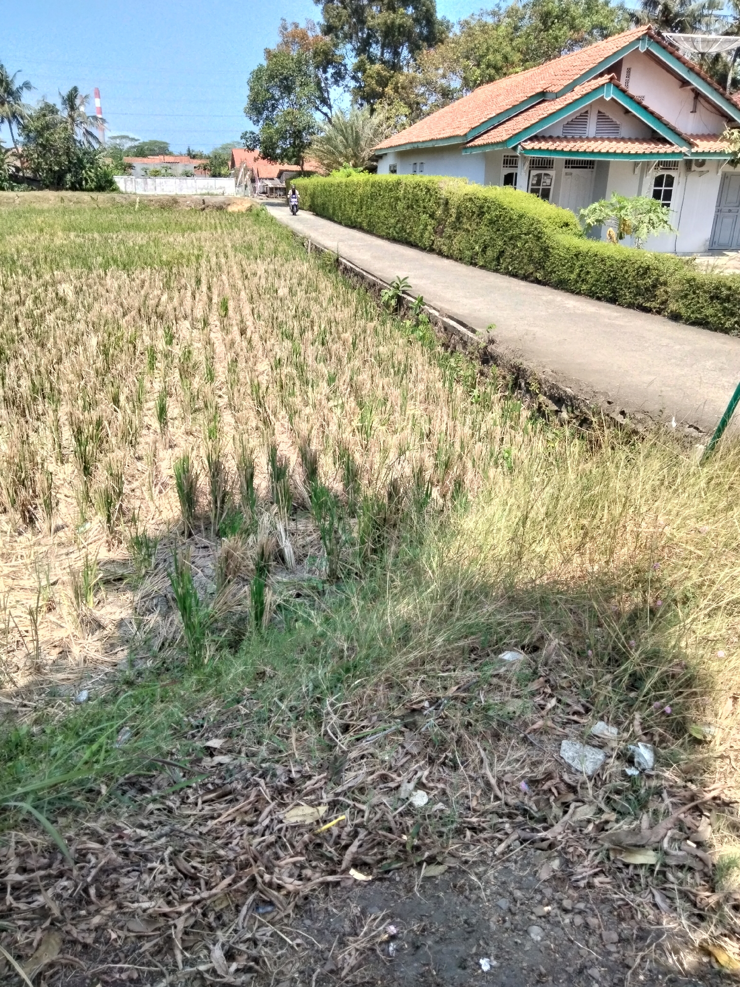 A low-angle outdoor medium shot captures a rice field in Cilacap, Indonesia, on a bright, sunny day. The field, recently harvested, displays stubble and dried stalks. A narrow, paved pathway runs alongside the field, bordered by a meticulously manicured green hedge. A white house with a terracotta tile roof and teal trim is visible beyond the hedge, with a satellite dish on its roof. A person on a motorcycle is seen on the pathway in the distance, heading away from the camera. The ground in the foreground is covered with dry leaves and grass, with some scattered debris, including white plastic fragments. The sky is a clear, pale blue.