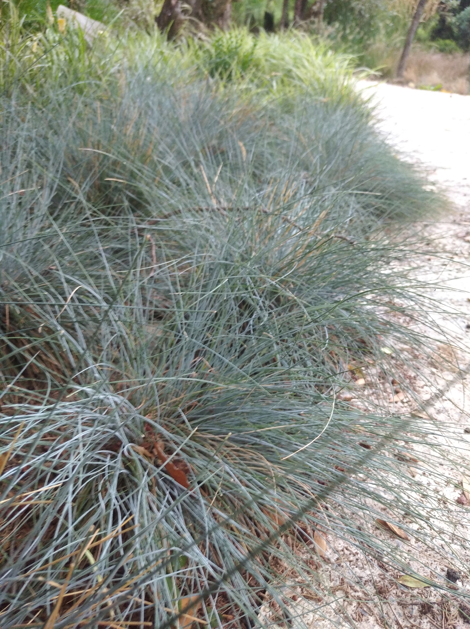 The image displays a close-up, eye-level view of clumps of blue fescue grass bordering a light-colored, sandy path. The grass is dense and has a muted blue-green hue, with individual blades appearing thin and stiff. Some dried brown leaves and other organic debris are scattered on the ground among the grass and along the path. The background shows out-of-focus green foliage and tree trunks, suggesting a natural or park-like setting. The scene appears to be outdoors, with natural lighting. There are no people or animals visible in the image. The image does not provide any specific visual cues that would allow for identification of its location within the city of Sochi, Russia.