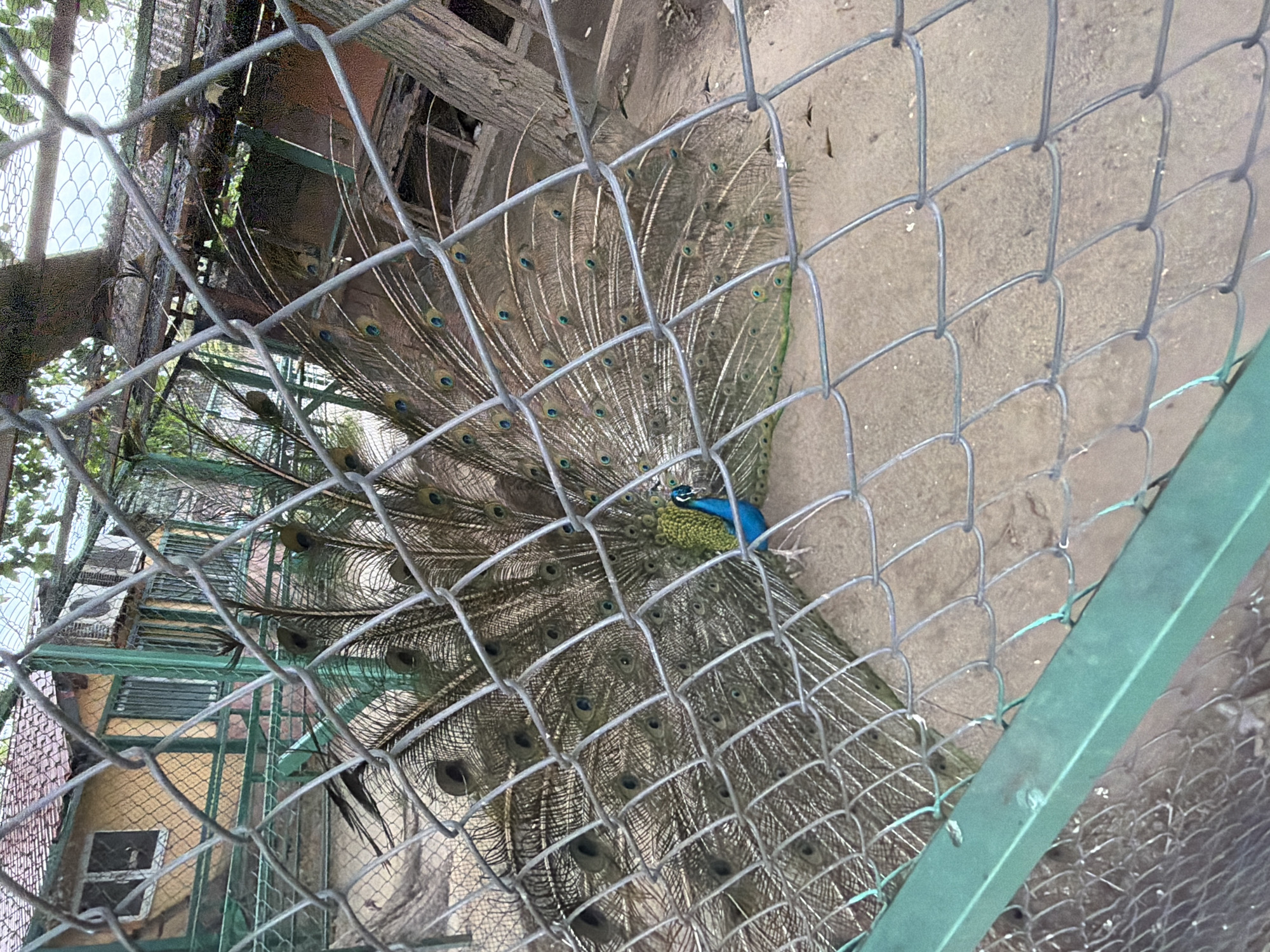 A peacock is displayed in an enclosure at a zoo in Pazardzhik, Bulgaria. The peacock is in full display, with its tail feathers fanned out. The enclosure is made of chain-link fencing and has a sandy floor. In the background, there is a yellow building with a red roof, and some trees. The peacock is facing to the right and its body is mostly obscured by its tail feathers. The image is taken from a slightly elevated angle.