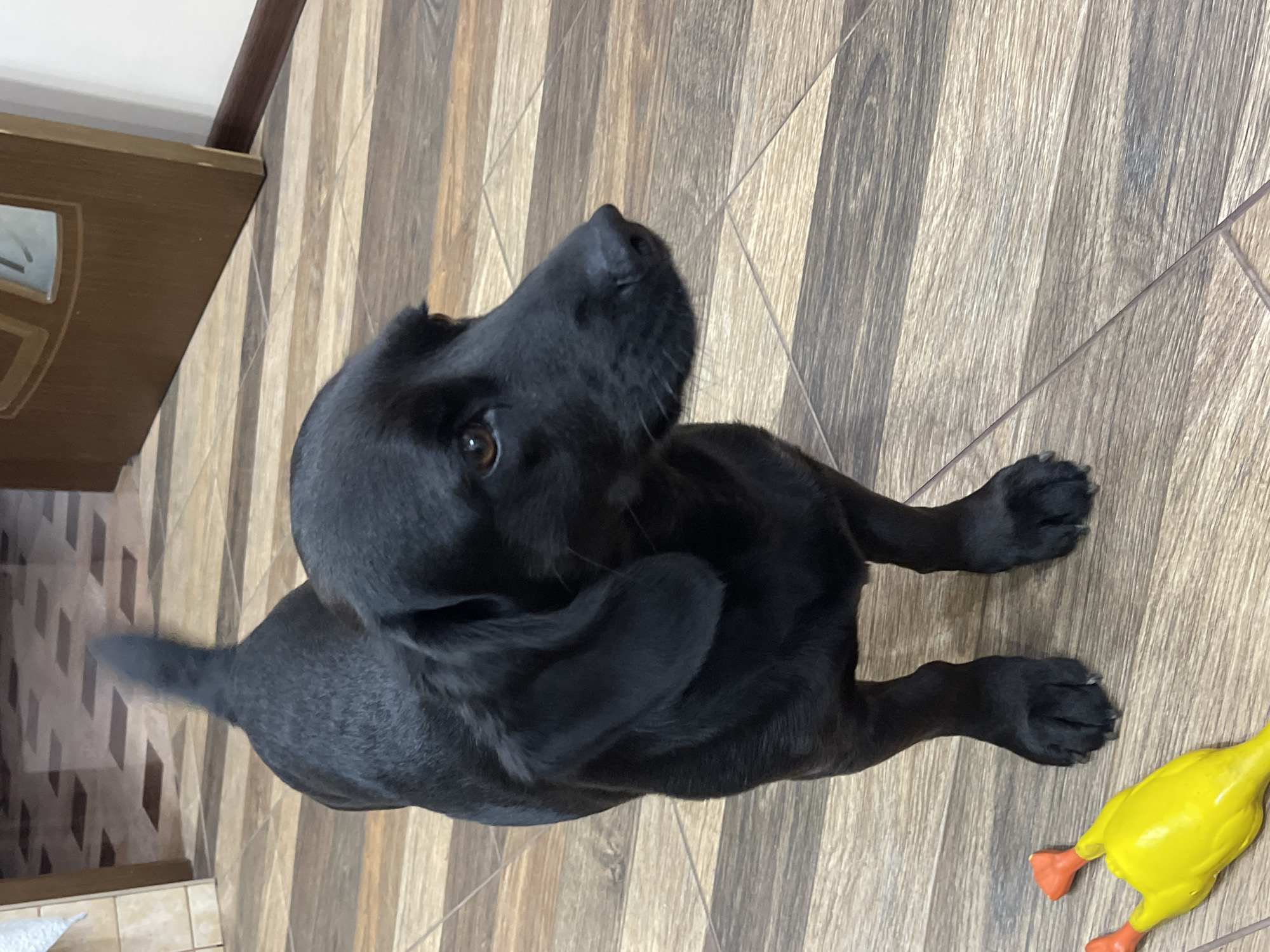 A black dog, likely a Labrador Retriever, sits on a wood-look tiled floor. The dog is looking upwards. A yellow rubber duck toy is near the dog's front paws. Part of a door is visible in the background. The location is likely indoors. There is no information available to ascertain the location is Donskoye, Russia.