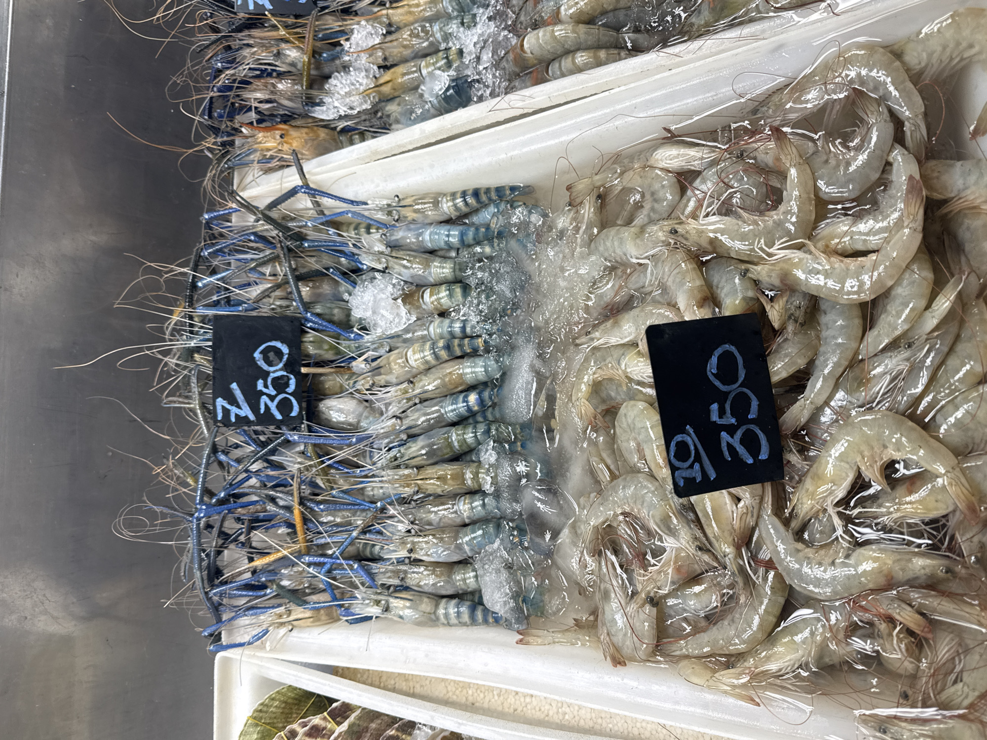 In Karon, Thailand, a display of fresh shrimp is presented in white plastic trays at a market stall. The top tray features large prawns with striking blue antennae and legs, partially submerged in ice. Two black price tags are visible, one displaying "7 350" and another, slightly obscured, with "10 350". Below this, another tray holds smaller, lighter-colored shrimp, also resting on ice. The overall impression is one of a vibrant seafood market, ready for sale.