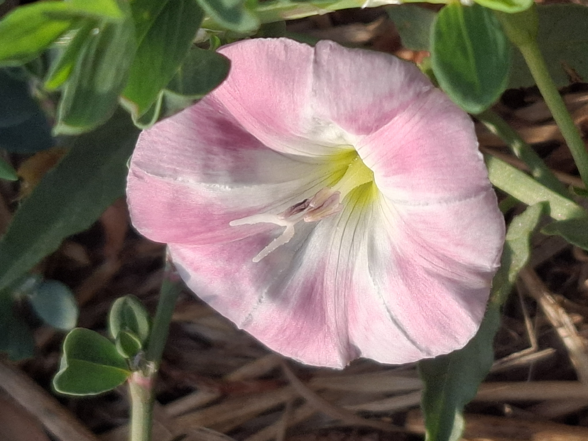 A close-up, eye-level shot focuses on a single, delicate pink and white bindweed flower in Almaty, Kazakhstan. The flower, with its trumpet-like shape, dominates the center of the frame, its petals unfurling to reveal a pale yellow center. Green leaves, some small and heart-shaped, surround the bloom, creating a natural, wild setting. The background is a blur of earthy tones, suggesting dry grass or straw. The image is sharp and clear, highlighting the intricate details of the flower's texture and color.