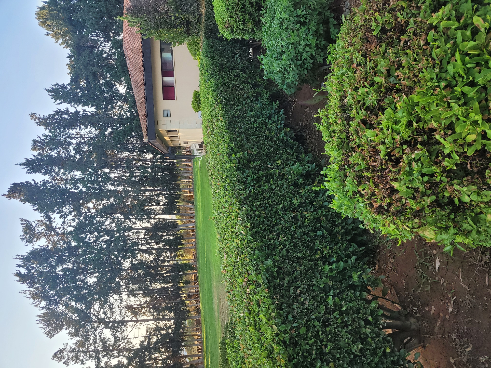 The image depicts a well-maintained garden area with a building in the background. In the foreground, there are neatly trimmed green hedges, forming a layered effect. To the right, a lower, bushier plant with some brown, dried foliage is visible. Behind the hedges, a strip of brown soil is apparent, with sparse grass and fallen leaves. Further back, a lush green lawn stretches towards a line of tall, slender evergreen trees. The trees form a dense backdrop against a clear, pale blue sky. On the right side of the lawn, a light-colored, single-story building with a terracotta tiled roof is situated. The building has a few windows, some with red frames, and architectural details like white corner accents. The overall scene suggests a park or a residential area in a warm climate, potentially Trachoni, Cyprus, given the architectural style and vegetation. There are no people visible in the image.