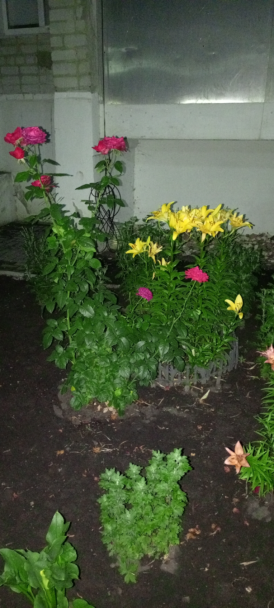 The image depicts an outdoor garden scene at night, likely in Kirsanov, Russia, based on the provided location context. The foreground is dominated by dark soil, with various plants and flowers. In the center left, a rose bush with vibrant pink roses is prominent. To its right, a cluster of yellow lilies is visible, with a few pink flowers interspersed among them. The background features a light-colored brick wall and a metal structure, suggesting the garden is located near a building. The lighting is dim, creating shadows and a somewhat muted color palette. No people are present in the image.