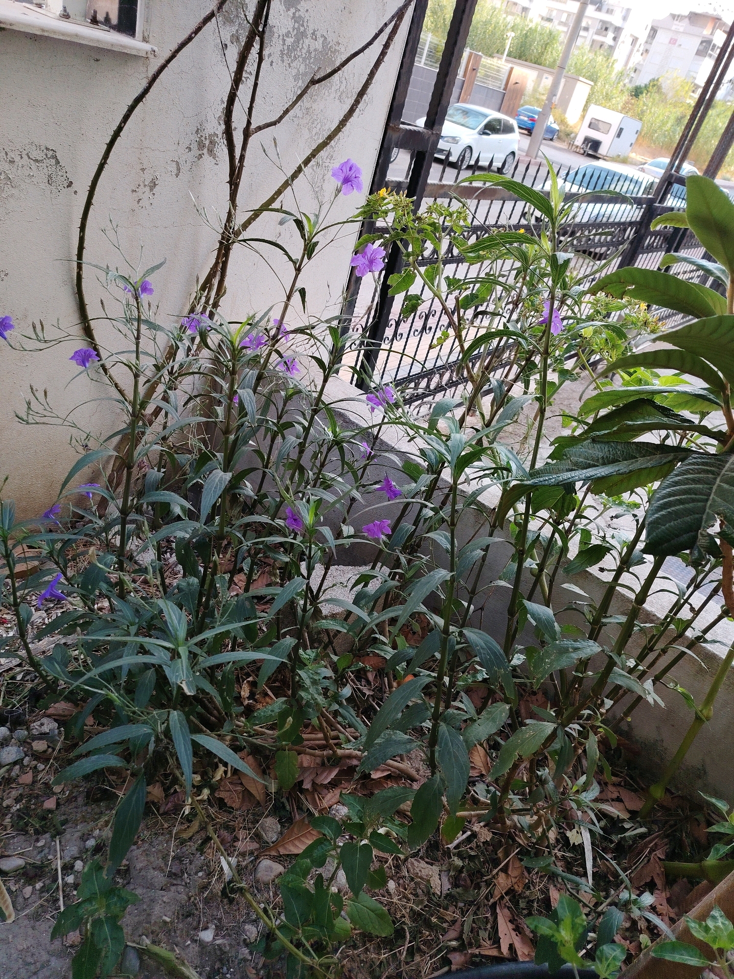 The image captures an outdoor scene in Konyaaltı, Turkey, featuring a cluster of plants with vibrant purple flowers and long, green leaves. The plants are situated against a textured, light-colored wall. In the background, a black metal fence runs horizontally, separating the plants from a street with several parked cars, including a white Volkswagen hatchback. Beyond the street, buildings and trees are visible, suggesting an urban environment. The ground around the plants is covered with dirt, pebbles, and fallen leaves. The overall lighting indicates it is daytime, with a slightly diffused sunlight.