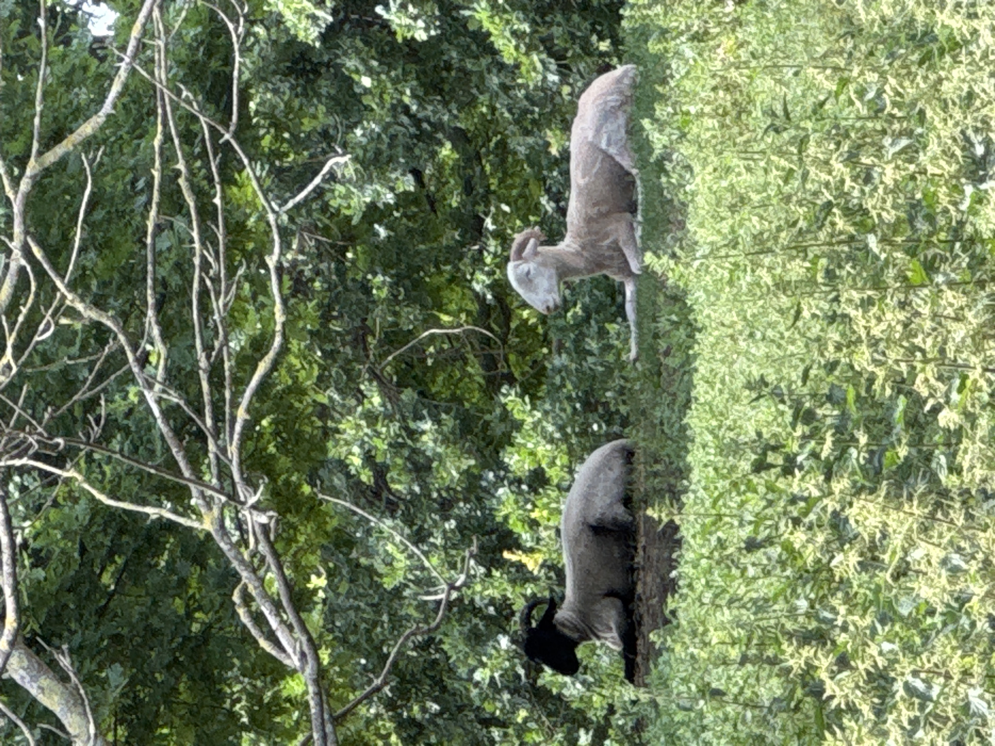 Two sheep stand in a verdant environment. One is light-colored, the other is black and gray. In the foreground, there is a skeletal tree with thin branches. The scene implies a countryside setting, inconsistent with the urban environment of London. Therefore, the location claim is inaccurate.