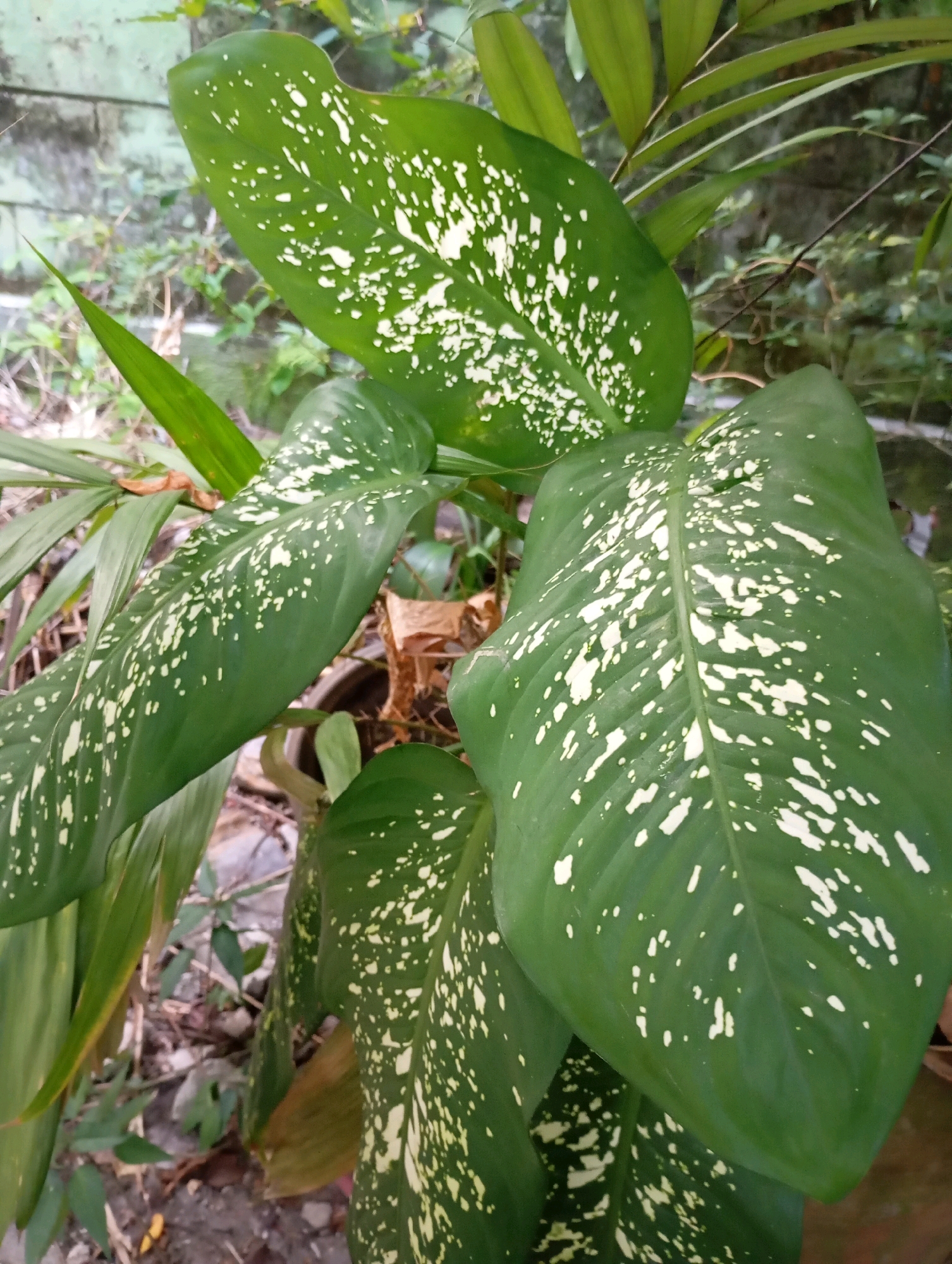 The image shows a close-up of a Dieffenbachia plant with large, dark green leaves speckled with white markings. The leaves are broad and have a slightly glossy texture. The plant appears to be healthy and well-maintained, with several large leaves dominating the frame. Some of the leaves are slightly curved, giving the plant a dynamic appearance.
In the background, there is foliage from other plants, including some long, slender green leaves that appear to be from a palm or similar species. A rough, textured surface, possibly a wall or a rough brick structure, is visible behind the foliage, suggesting an outdoor setting. The ground beneath the plants is composed of dirt and small stones, with some dry, brown leaves scattered around.
The lighting suggests it is daytime, with diffused light illuminating the leaves and highlighting the white speckles. The overall impression is of a lush, green environment, likely a garden or a shaded outdoor area in a residential or public space.
Without specific landmarks or identifiable architectural features, pinpointing the exact location within Balikpapan, Indonesia is not possible. However, the vegetation and general ambiance are consistent with tropical or subtropical regions.