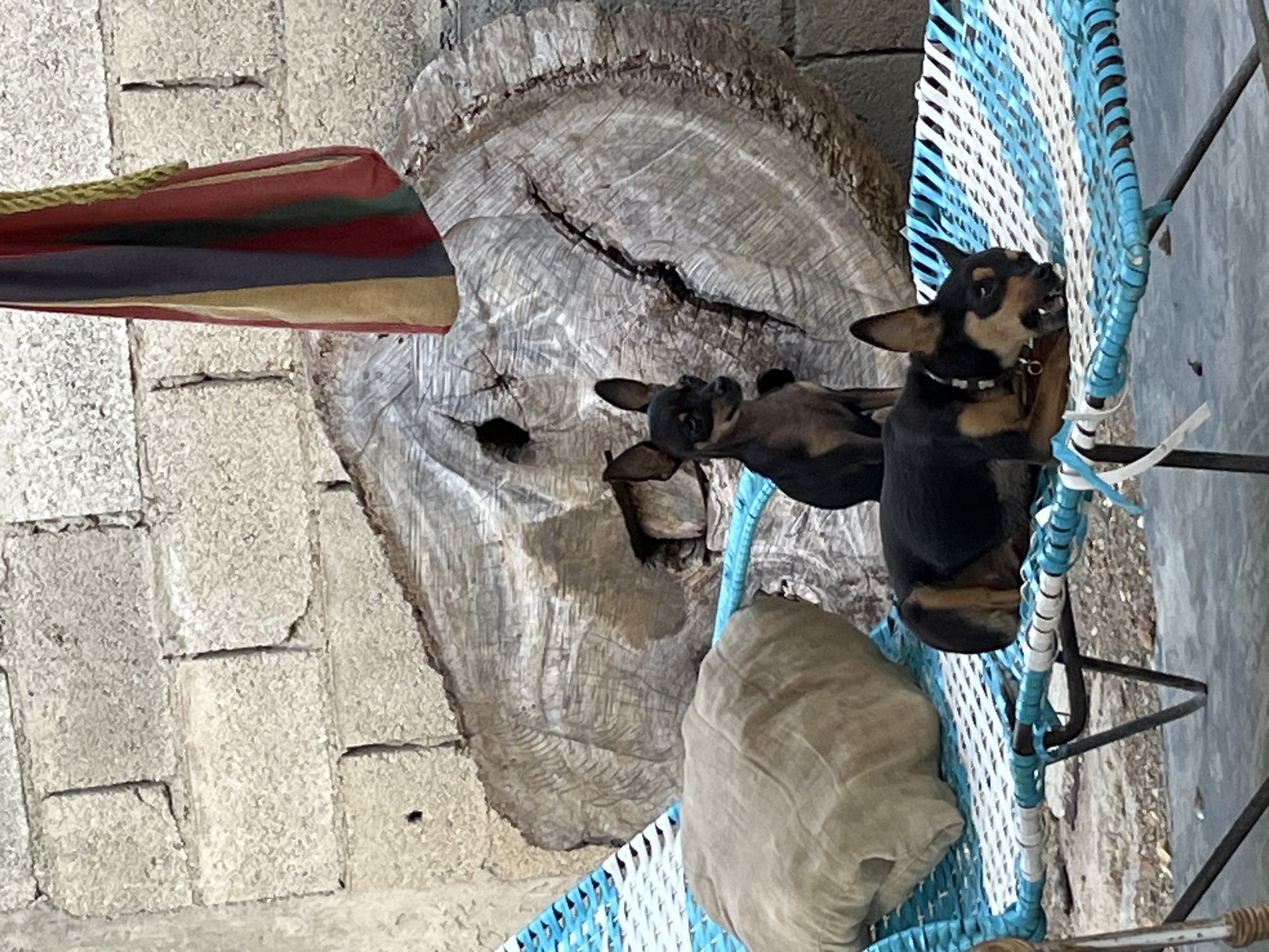 The image depicts an outdoor scene with two small dogs in the foreground, positioned on a blue and white striped cot. The dog in the front is lying down, facing to the right, with its mouth slightly open and a chew toy in its mouth. It is wearing a light-colored collar. The second dog is sitting behind the first, facing to the left, with its ears perked up.
Behind the cot, there is a large, rough-hewn tree trunk, exhibiting a distinct pattern of growth rings and cracks. To the left of the tree trunk is a light-colored, crumpled pillow or cushion.
In the background, a wall constructed of light-colored, rough-textured bricks is visible. Hanging from the top right corner of the frame is a colorful, vertically striped fabric, possibly a flag or a piece of decorative cloth. The ground beneath the cot appears to be a rough, paved surface.
The scene is outdoors, suggesting a courtyard or patio setting. The overall impression is one of a casual, possibly domestic environment. The presence of the brick wall, the cot, and the dogs suggests a warm climate. The location is identified as the city of Juan Griego, Venezuela.