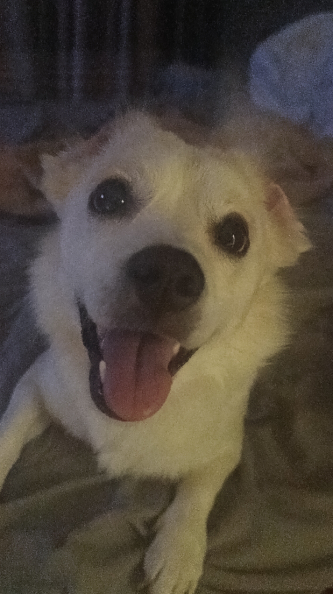 A close-up, low-angle shot shows a happy-looking white dog with tan markings on its ears and around its eyes. The dog's mouth is open, and its pink tongue is hanging out. Its eyes are dark and round, with a slight reflection of light in them. The dog appears to be lying down on a dark, textured surface, possibly a blanket or couch. The lighting is dim, suggesting it might be nighttime or indoors. The dog's fur looks soft and fluffy. The overall mood of the image is cheerful and playful, conveyed by the dog's enthusiastic expression. There is no visible text in the image.