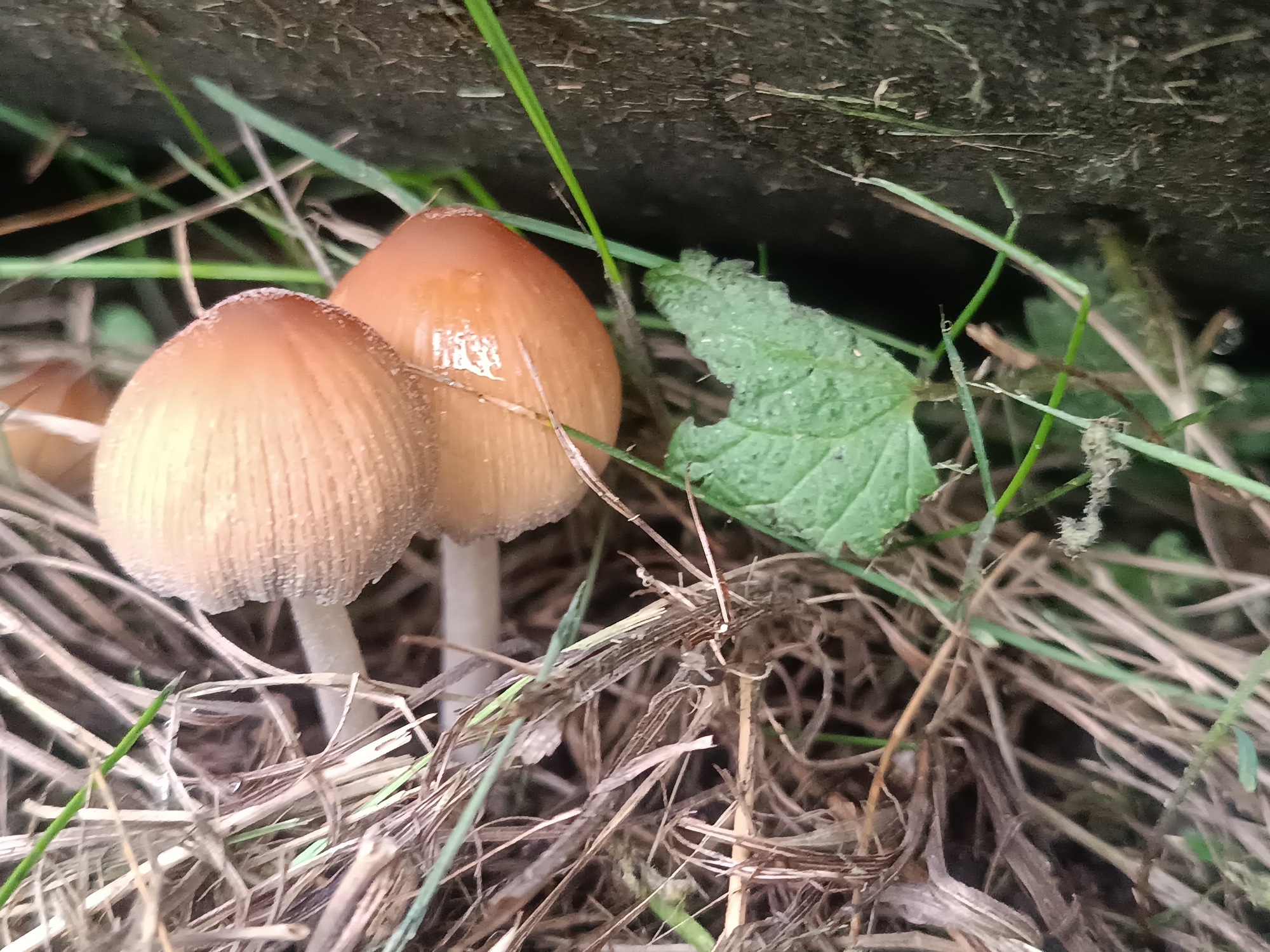 The image depicts two tan mushrooms with white stems growing in a bed of dry grass and green blades of grass near a wooden surface. A green, irregularly shaped leaf is visible near the mushrooms. The location, Motyakovo, Russia, is not evident from the image.