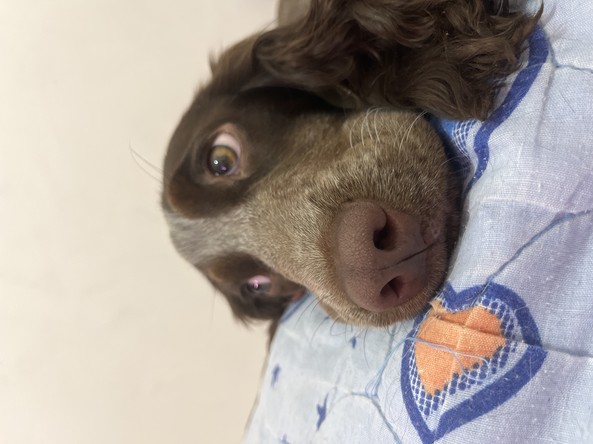 The media file presents a close-up portrait of a brown dog resting indoors, in what is likely Chaikovsky, Russia. The dog, possibly a Spaniel breed or similar, has long, wavy, dark brown fur, with lighter, possibly graying fur around its muzzle and chin. Its head is tilted, and it gazes directly at the viewer with wide, attentive, and curious eyes, which show small reflections from an unseen light source.
The dog's wet, pinkish-brown nose and numerous delicate whiskers are prominent in the foreground, indicating the close proximity of the camera. Its head is resting on a soft, light blue and white patterned fabric, which appears to be a blanket or pillowcase. This fabric features a distinct blue-outlined heart design filled with an orange textured pattern, as well as smaller blue bird or arrow-like shapes distributed across its surface. Some loose threads and visible stitching are present on the fabric, particularly around the heart.
The background is a plain, light beige or off-white wall or surface, creating a simple and uncluttered setting. The image is brightly lit, suggesting an indoor daytime setting, but no specific time of day or weather conditions can be determined. The overall impression is one of a calm and engaged animal. There is no visible text in the image.