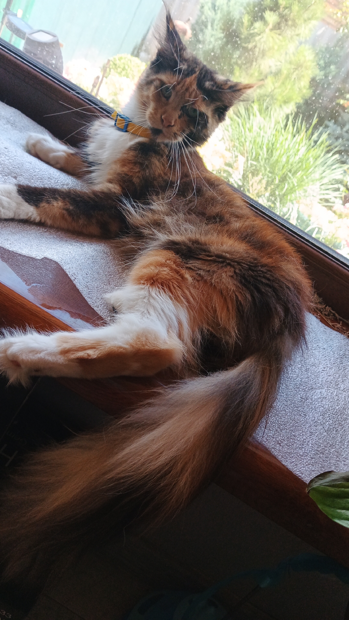 A calico cat with white paws and a yellow and blue collar is lying on a windowsill. The cat's fur is a mix of brown, black, and orange. The windowsill is against a window that looks out onto a green, leafy exterior. The lighting suggests it is daytime. The image appears to have been taken indoors, likely in a residential setting. There are no identifiable landmarks or features in the image that can confirm its location in Kryvyi Rih, Ukraine.