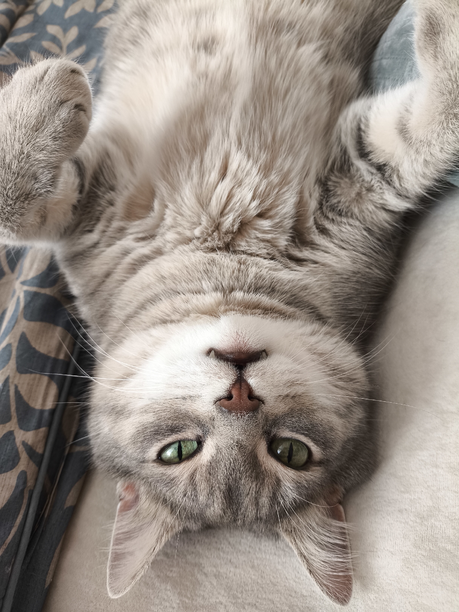 A silver tabby cat lies on its back on a soft surface, appearing to be relaxed. Its paws are extended upwards. The cat has green eyes and a pink nose. The background consists of a patterned fabric and a plain, light-colored surface. The image is a close-up of the cat's face and upper body, shot from a slightly elevated angle.