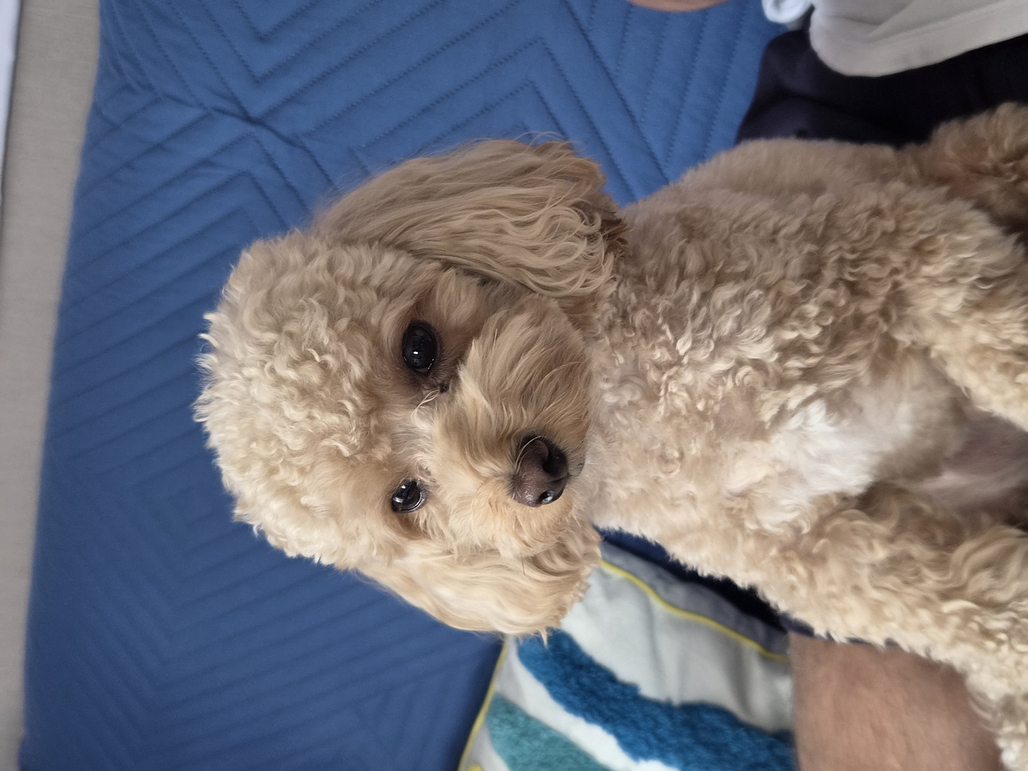 A light brown poodle is sitting on a blue quilted sofa. The dog is facing the camera and looking slightly to the left. Its fur is curly and fluffy. To the left of the dog is a pillow with blue and white stripes. The background is a blue quilted sofa. The image does not depict any location in Vyborg, Russia.