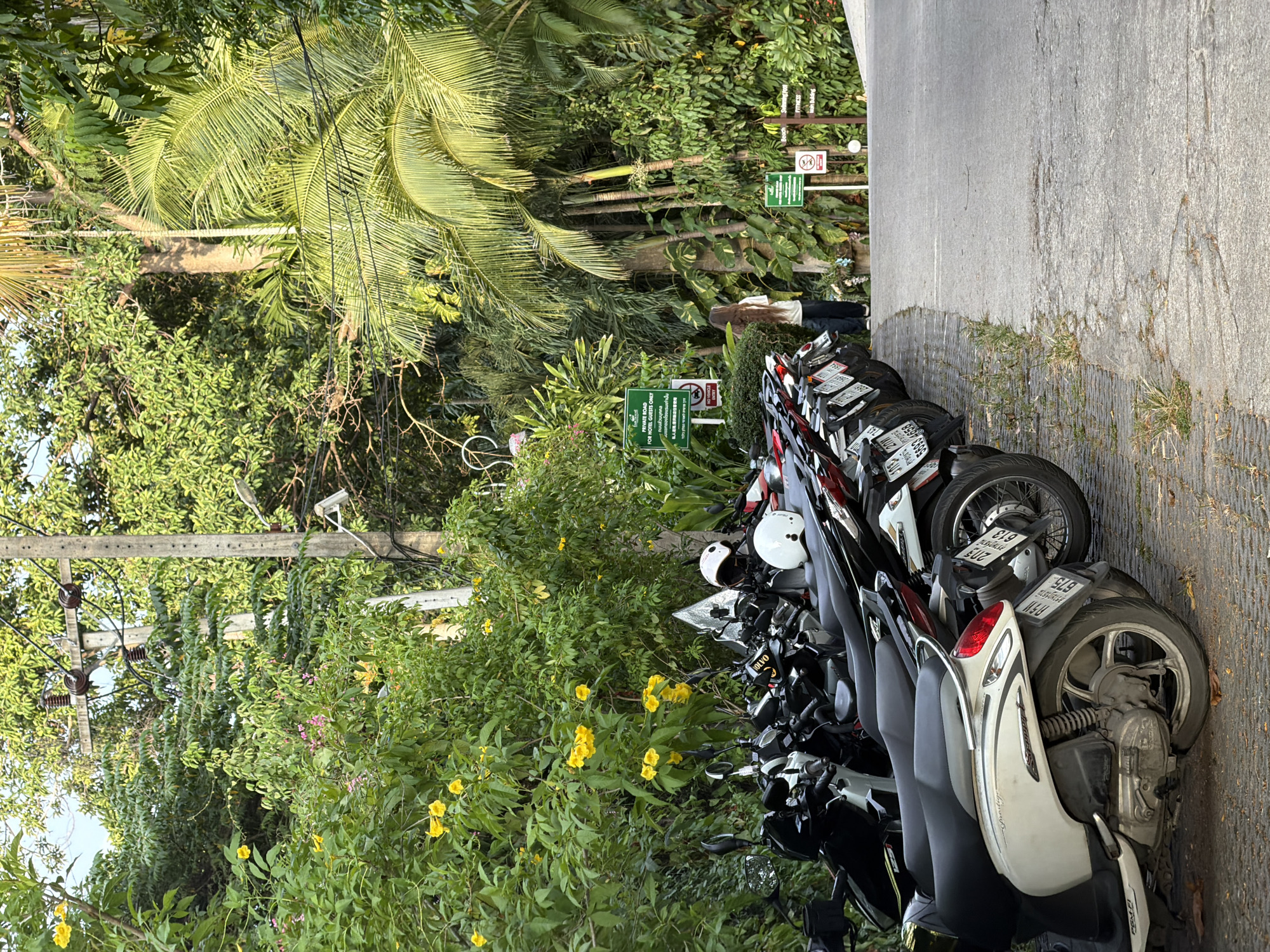 A line of parked scooters is positioned along the edge of a paved road in a tropical environment. Lush green foliage and trees, including palm trees and flowering bushes with yellow blossoms, flank the road and the parking area. A utility pole with electrical wires runs vertically through the scene. Two helmets, one white and one black, rest on top of some of the scooters. In the background, a person with long, light-colored hair is walking away from the viewer on the road, which curves to the right. Several green signs with text in Thai and English are visible among the trees. One sign reads "PRIVATE ROAD FOR HOTEL GUESTS ONLY". Another sign features a symbol of a vehicle with a red circle and slash through it, indicating no vehicles are permitted. The ground beneath the scooters is a textured brick-like surface, and the road is weathered concrete. The lighting suggests it is daytime, likely late afternoon due to the long shadows. The scene appears to be in a hotel or resort area on the island of Ko Samui, Thailand, given the signs and vegetation.
