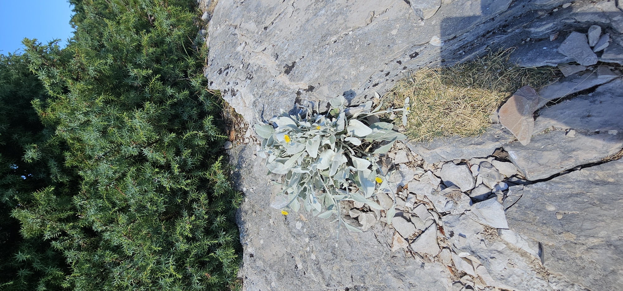 The image captures a sun-drenched scene on the rocky terrain of Dol, Croatia. In the foreground, a cluster of pale green, fuzzy plants with small yellow flowers grows amongst fragmented grey rocks. The rocks are unevenly shaped and cracked, indicating a natural, weathered landscape. Behind the plants, a dense, dark green shrubbery forms a thick backdrop, its needles creating a textured mass. The ground is predominantly composed of these grey rocks, interspersed with patches of dry, yellowish grass. The overall environment suggests a dry, outdoor setting, possibly a coastal or mountainous area given the rocky composition and the presence of hardy vegetation.