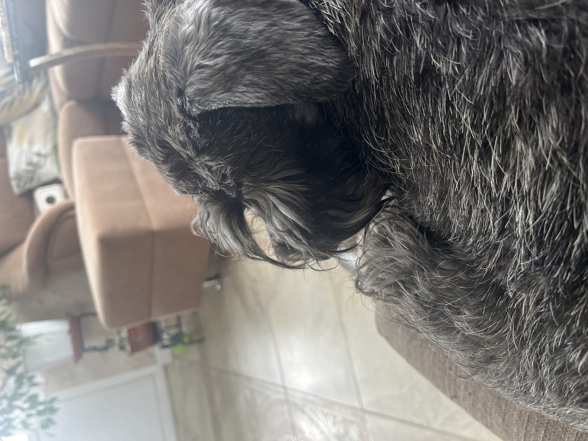 A close-up shot focuses on the back of a dark gray dog's head, likely a schnauzer, as it rests on a brown upholstered surface. The dog's fur is wiry and graying, with some strands sticking out around its ears. In the blurred background, a living room setting is visible, featuring plush brown sofas and a tan ottoman. A small plant in a pot sits on a dark red plant stand to the left, near a doorway. The flooring appears to be tiled. The image does not provide any specific information or visual cues that would place the location in Vladimirovka, Russia.