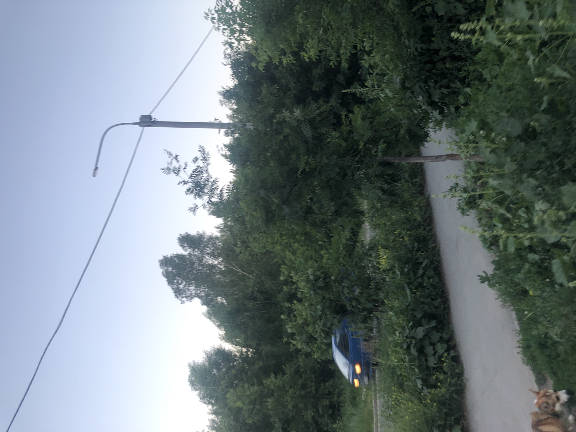 The image depicts a scene with a clear sky and abundant green foliage. A streetlamp with a curved arm is visible, connected to overhead wires. The setting appears to be outdoors, possibly a rural or suburban area with dense trees and vegetation. A paved path runs through the scene, bordered by greenery. A blue car with its hazard lights on is parked on the side of the path. In the lower right corner, a dog is lying down, looking towards the camera. The lighting suggests it is either early morning or late evening, with a soft, diffused light. No text is visible in the image. The overall mood is peaceful and natural.
