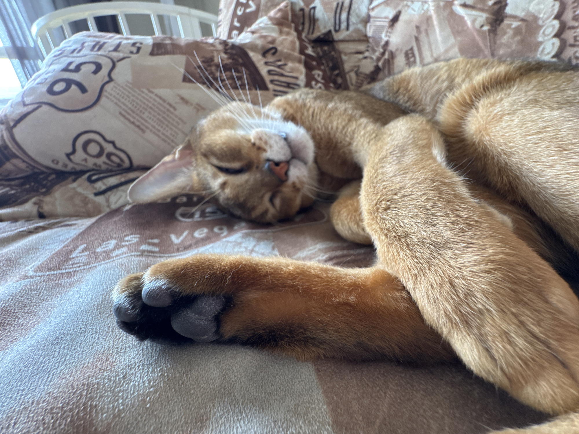 A reddish-brown domestic cat, appearing to be an Abyssinian breed, is observed sleeping deeply, curled into a ball on a bed. The cat's eyes are closed, and its head is resting on its front paws, which are tucked under its chin. Its short fur exhibits a rich auburn or cinnamon hue with visible ticking. Dark grey paw pads are discernible on the visible front paw. The cat rests on a light brown and beige patterned bedspread, which also covers a pillow behind its head. The pattern on the textiles includes iconography and text, notably "Route 66" signage and the word "Las Vegas." A blurred white, slatted object, possibly part of a headboard or chair, is visible in the background. The scene is indoors and well-lit. The specific location within the city of Chaikovsky, Russia, cannot be determined from the visual evidence provided.