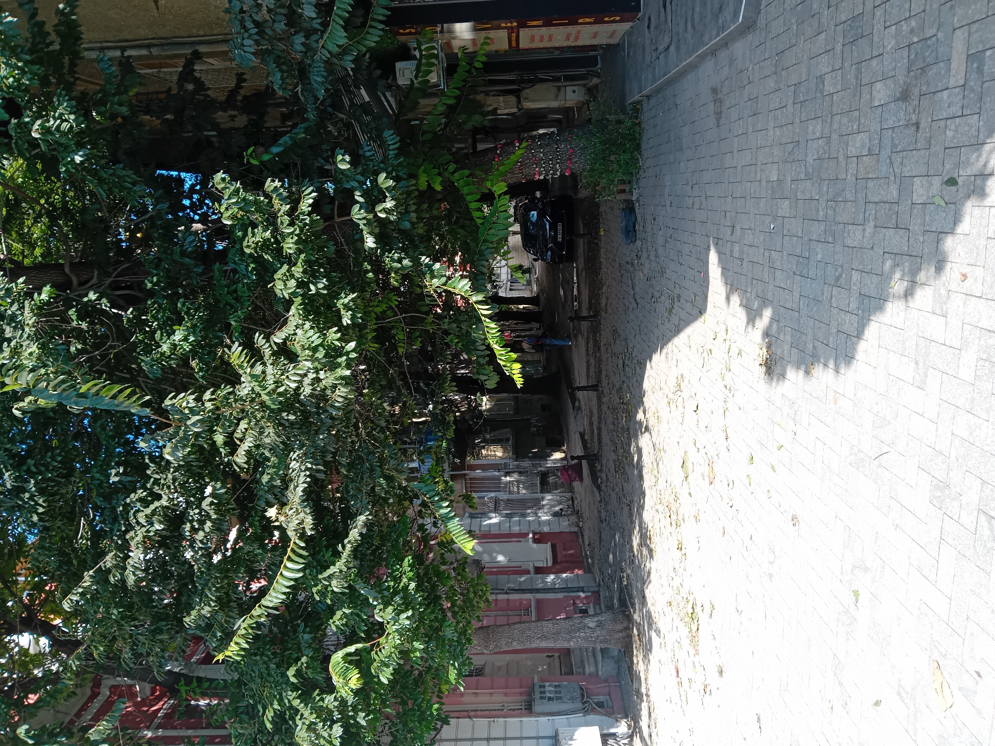 The image depicts a street scene in Varna, Bulgaria, featuring a paved walkway with a distinct herringbone pattern. Sunlight casts strong shadows across the walkway from the lush green foliage of mature trees that line the street and overhang the area. Buildings, characterized by visible window structures and architectural details, flank the walkway. A dark-colored car is parked on the street. A person is visible walking away from the camera on the far left side of the walkway. Scattered leaves are present on the ground in various areas of the scene.