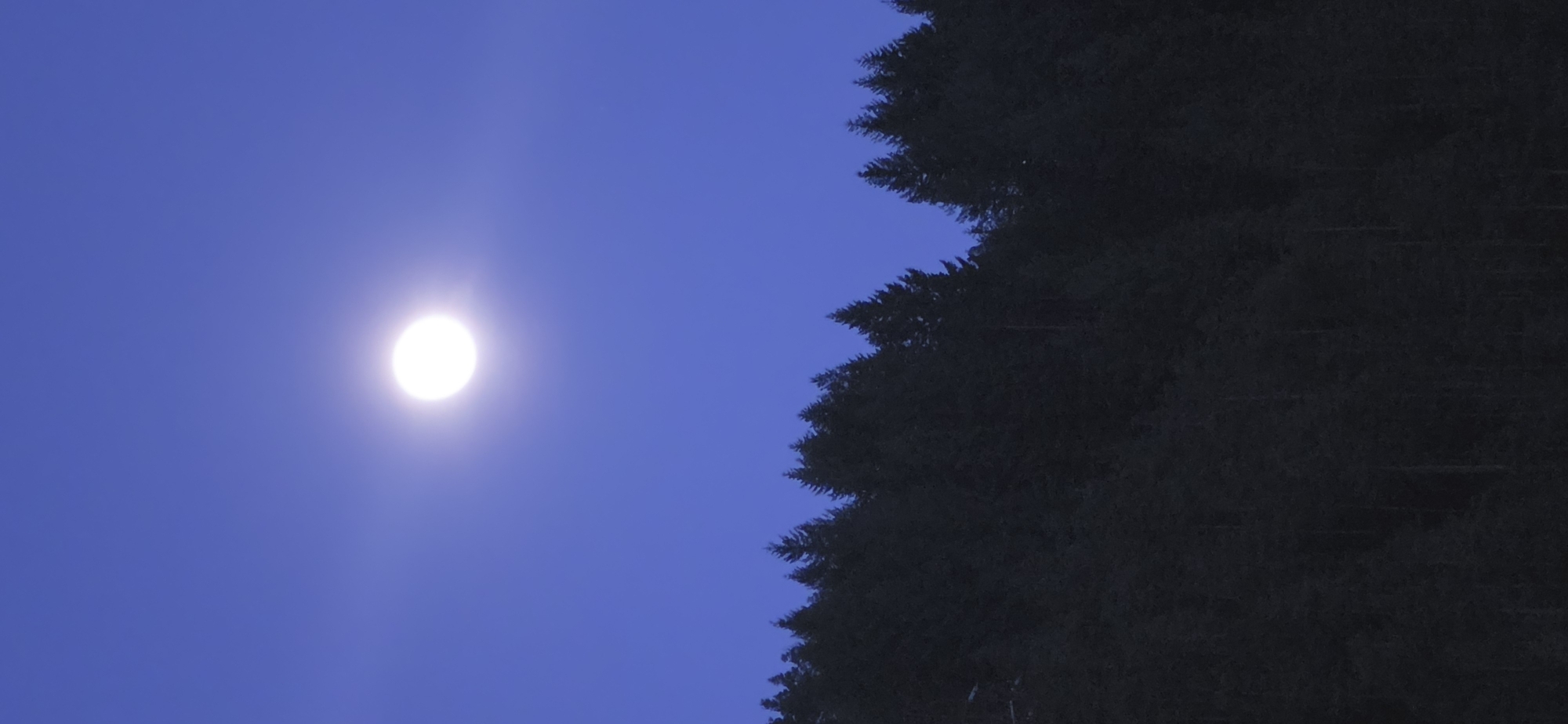 A bright white moon shines in the center-left of the image against a deep blue sky. To the right, a mass of dark green coniferous trees extends down the frame, their jagged outlines contrasting with the smooth sky. The image appears to be a nighttime scene, possibly taken in a rural or wooded area outside Rudozem, Bulgaria. No people or specific objects other than the moon and trees are discernible. No actions or interactions are visible, only the static presence of the celestial object and the vegetation under the dark sky.