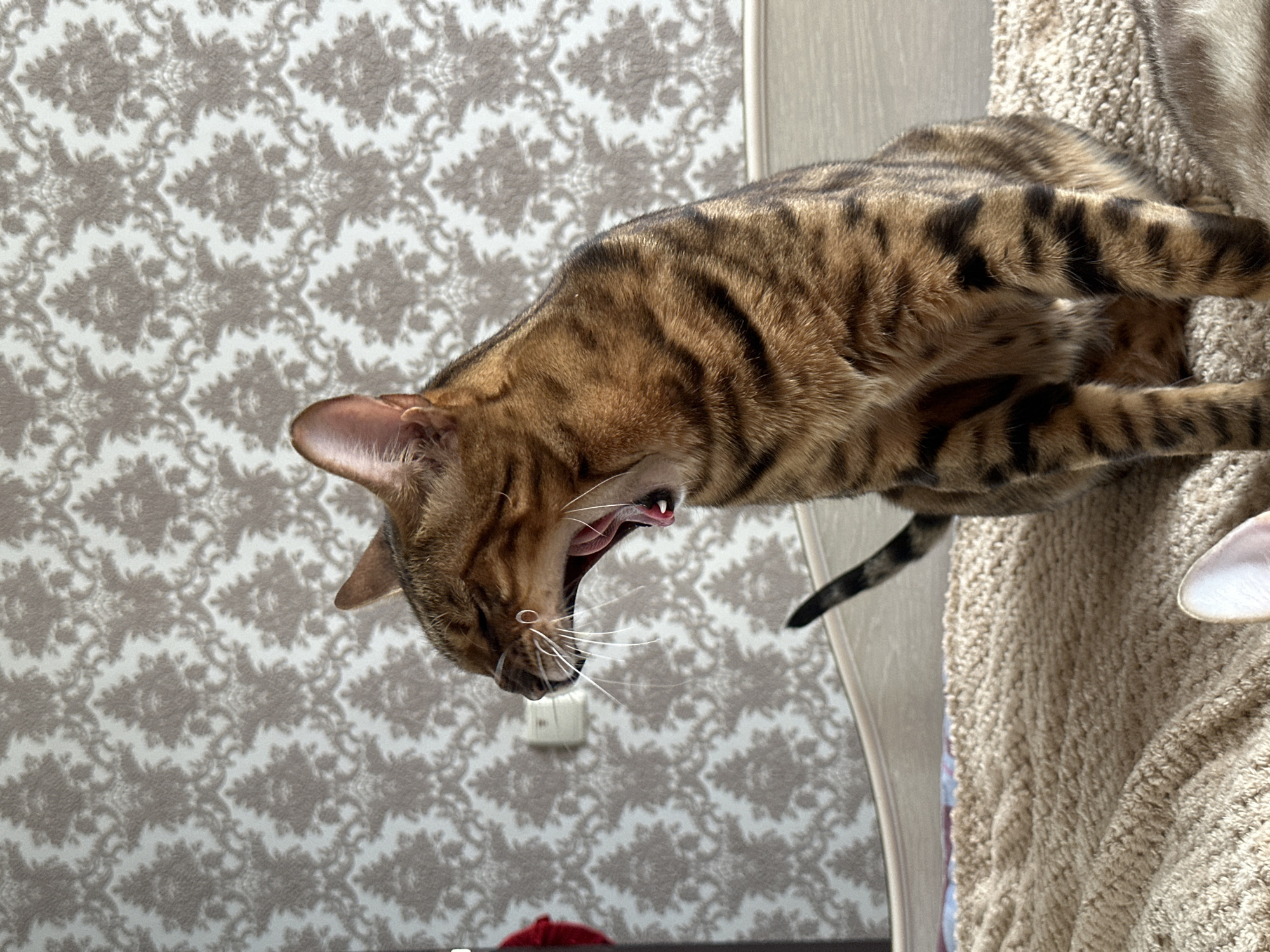 A Bengal cat is captured mid-yawn while sitting on a textured, beige blanket, likely indoors on a bed. The cat's mouth is wide open, revealing its pink tongue and white teeth, and its eyes are closed. Its fur is a rich brown with distinct black stripes. Behind the cat, a wall is visible with a patterned wallpaper featuring a light brown damask design. A light switch is mounted on the wall to the left of the cat. The overall scene suggests a domestic setting, possibly in a bedroom. There are no people visible in the image. The cat is the sole focus of the photograph. There is no information to suggest this image was taken in the city of Energetik, Russia.