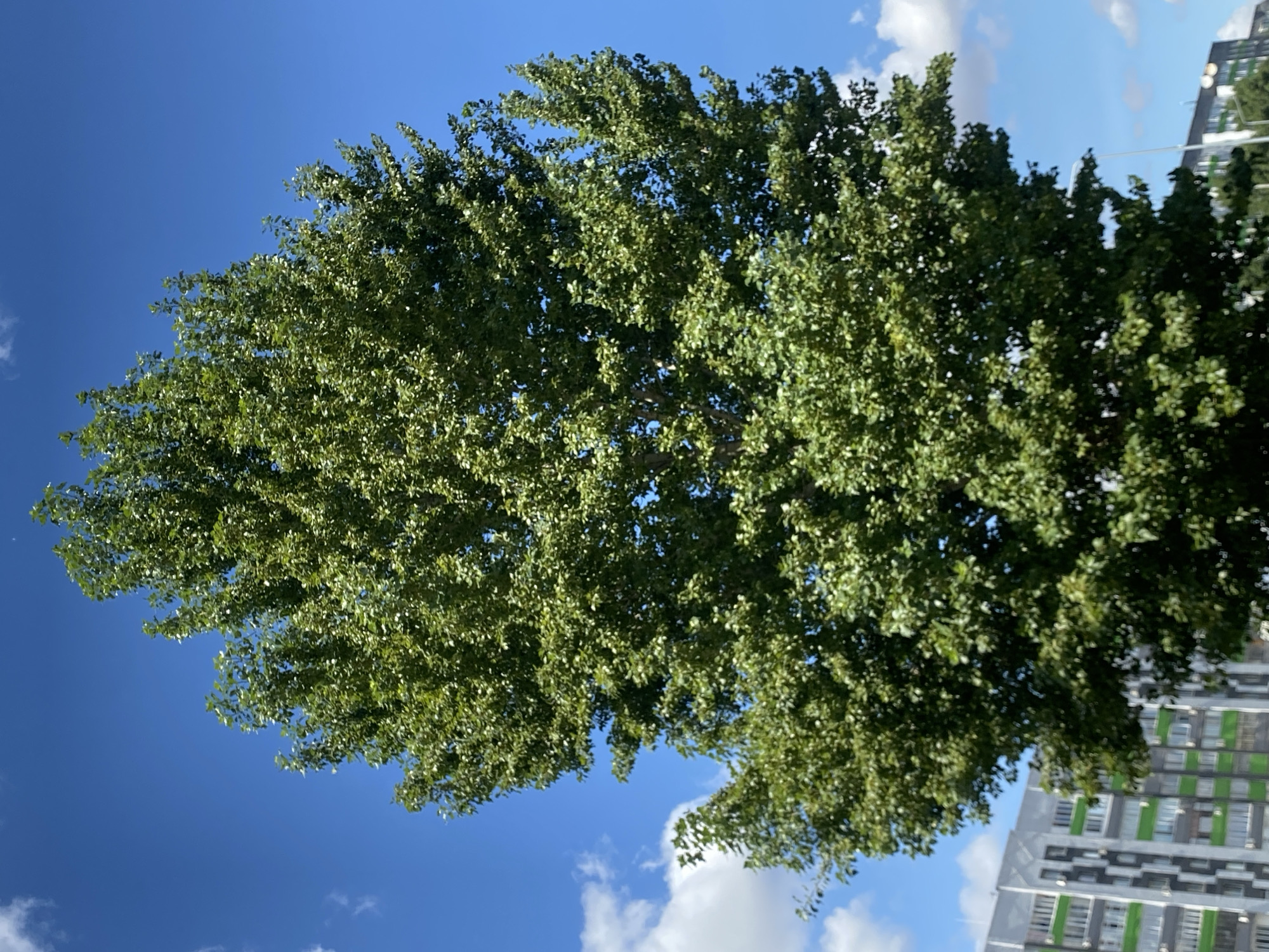 A full-frame, low-angle, medium shot captures a large, lush green tree dominating the center of the image against a bright blue sky with scattered white clouds. The tree's dense foliage is illuminated by sunlight, creating a vibrant green canopy. In the background, a modern, multi-story building with a gray, white, and green facade is visible on the left, indicating an urban setting. A street light pole is also visible on the right side of the image. The overall scene depicts an outdoor environment in a city, likely Oral, Kazakhstan, on a clear day.