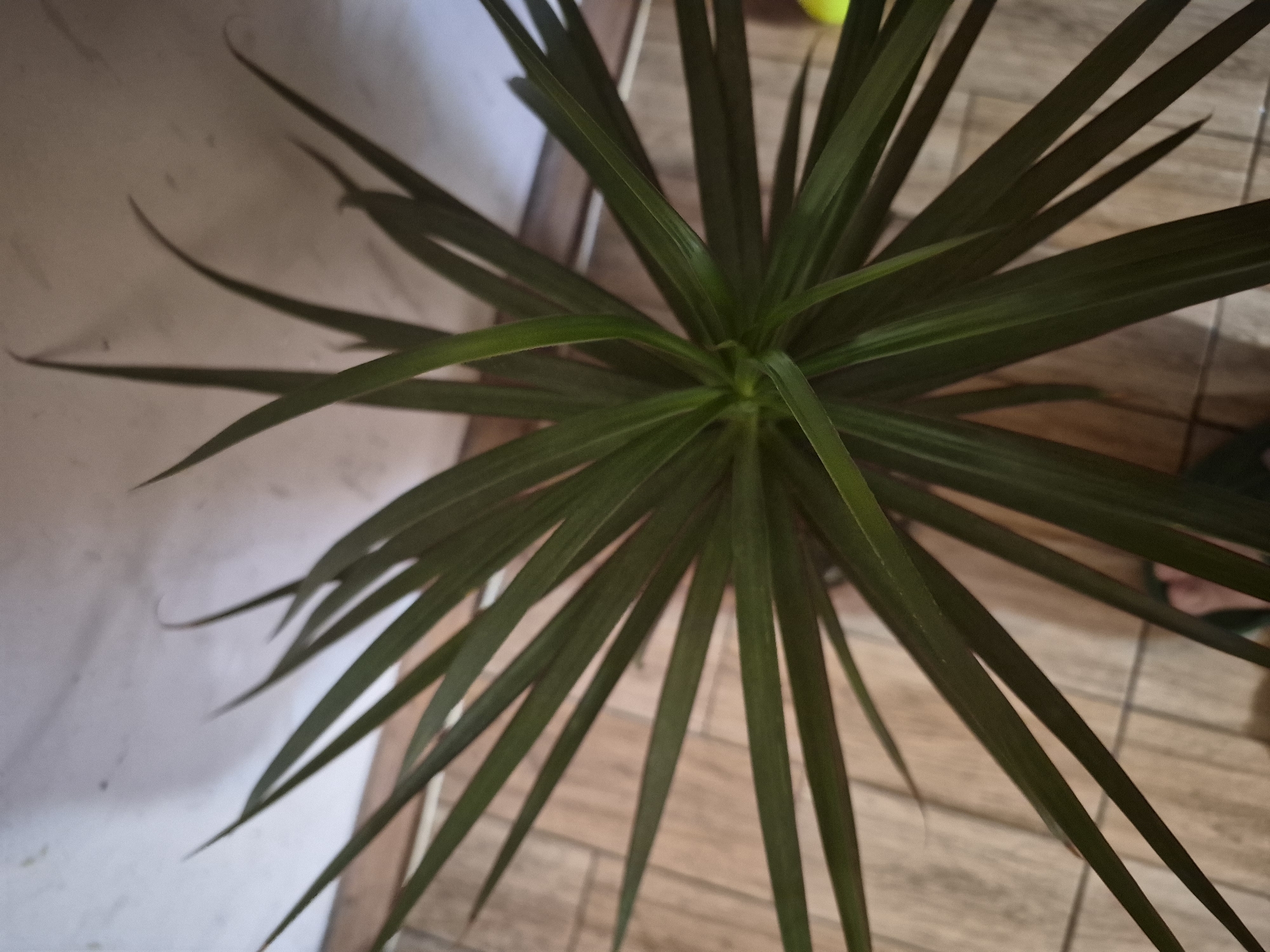 An overhead shot captures the dense foliage of a houseplant with long, slender, dark green leaves, fanning out from a central point. The leaves are sharply pointed at their tips and appear to be slightly glossy in places, reflecting some light. The plant dominates the frame, with its leaves extending towards all edges.
In the background, a light-colored, possibly beige or off-white, tiled floor is visible, suggesting an indoor setting. The tiles have a subtle pattern, possibly resembling wood grain or a neutral stone. A lighter, plain wall is also visible on the left side of the frame. The lighting is soft and diffused, not casting harsh shadows, indicating either indirect natural light or ambient indoor lighting. There are no people or discernible activities taking place. No text is visible in the image. The scene is located indoors in Yerevan, Armenia.
