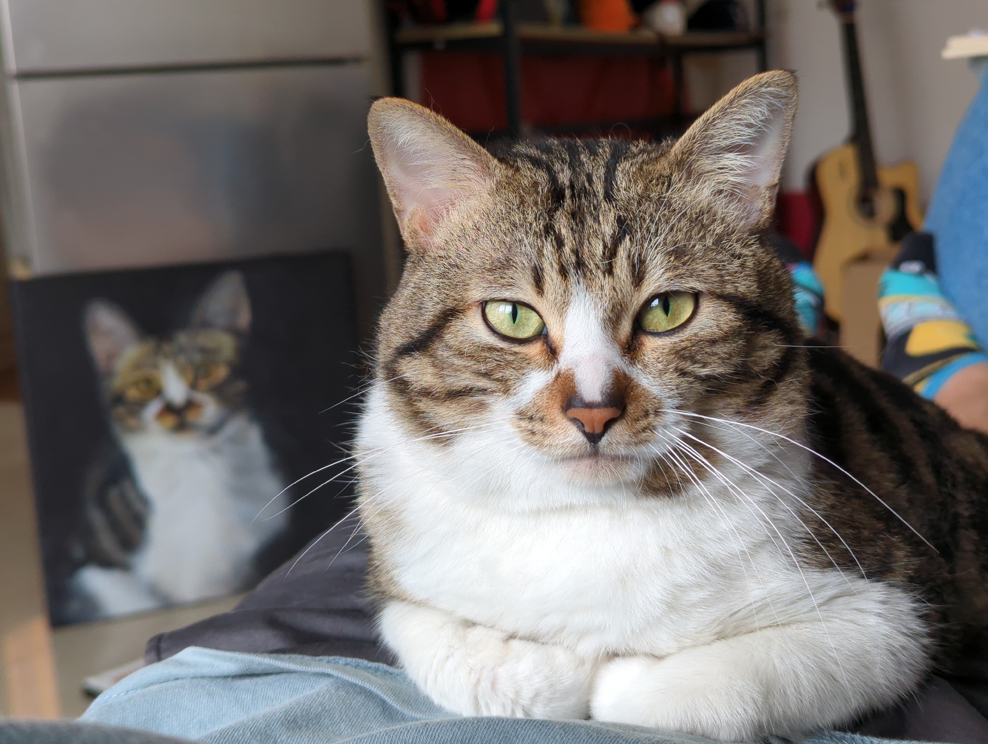 A close-up, full-frontal view depicts a tabby cat with white chest and paws. The cat is seated or lying down, with its front paws neatly tucked beneath its chest. The cat has green eyes. Behind the cat, out of focus, is a blurred image of what appears to be a painting or photograph of a similar cat. Further in the background, is a stainless steel refrigerator, shelving with miscellaneous items, and a guitar. The setting is indoors. There is no verifiable indication that the image was taken in the city of Shunde District, China.