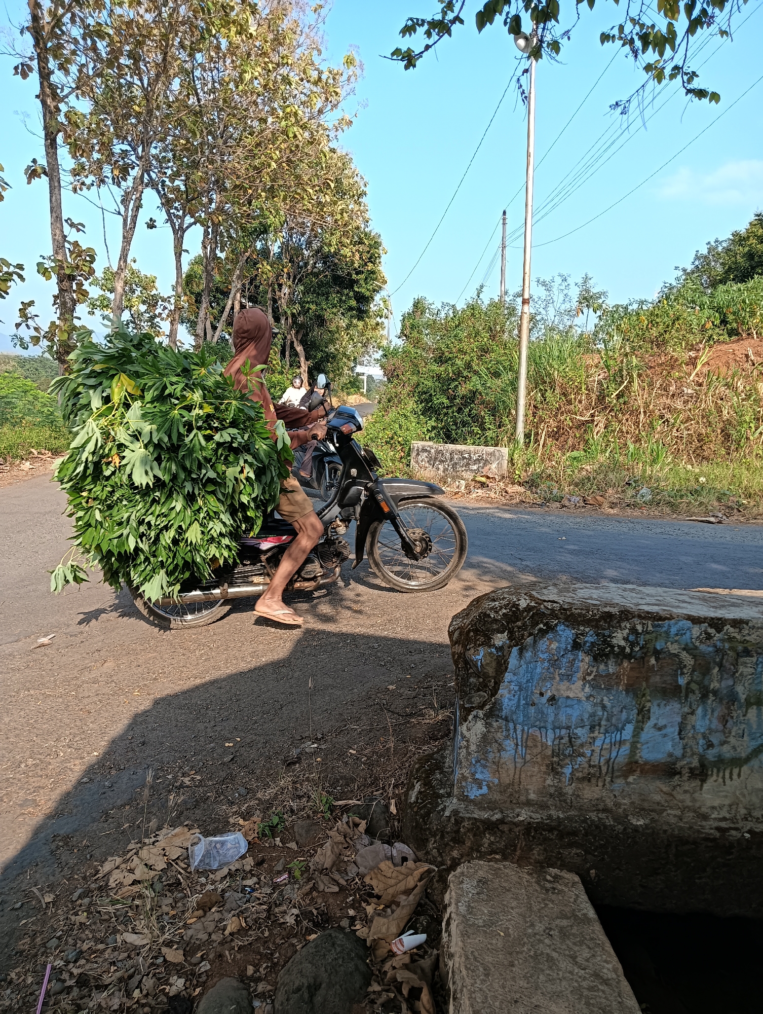 A person on a motorcycle is riding down a paved road in the rural area of Cluwak, Indonesia. The motorcycle is loaded with a large amount of green foliage on the back. The person is wearing a brown hooded sweatshirt and shorts, and appears to be driving the motorcycle. The road is lined with trees and vegetation. The sky is clear and blue. There is another motorcycle with a person on it in the background. A stone structure with blue paint is in the foreground on the right side of the image. There is also some litter on the side of the road.