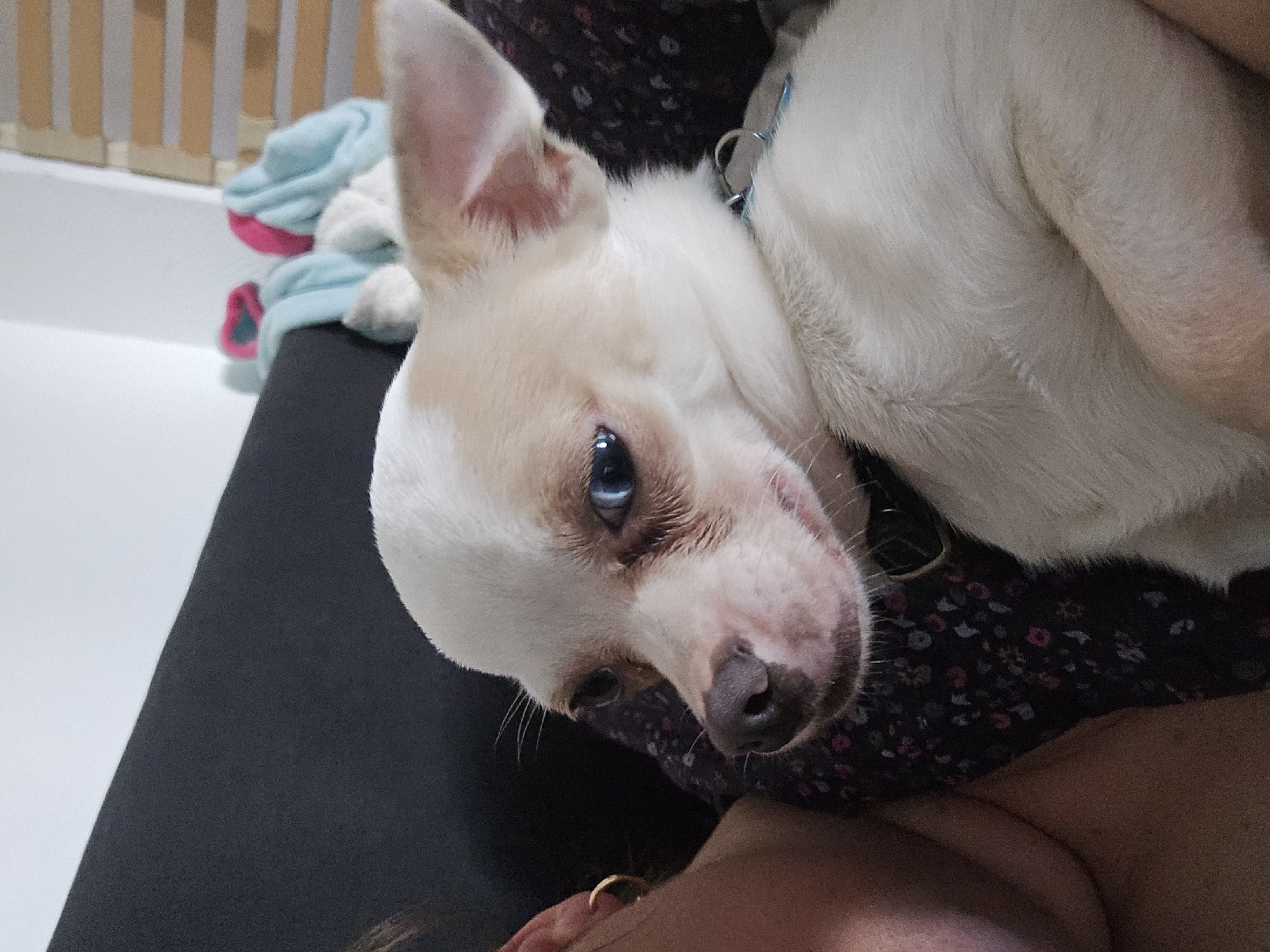A medium shot captures a white Chihuahua-mix dog resting on a person's lap. The dog has a white coat, rose colored markings around its muzzle, and striking light blue eyes. It wears a light blue collar. The person is wearing a dark floral print dress, and a gold ring is visible on their finger. In the background, a child safety gate or crib is partially visible, and there is light blue and pink soft garment or towel behind the bars of the gate or crib. The location is a domestic indoor space. The city of Hem, France is not deducible from the visual information provided.