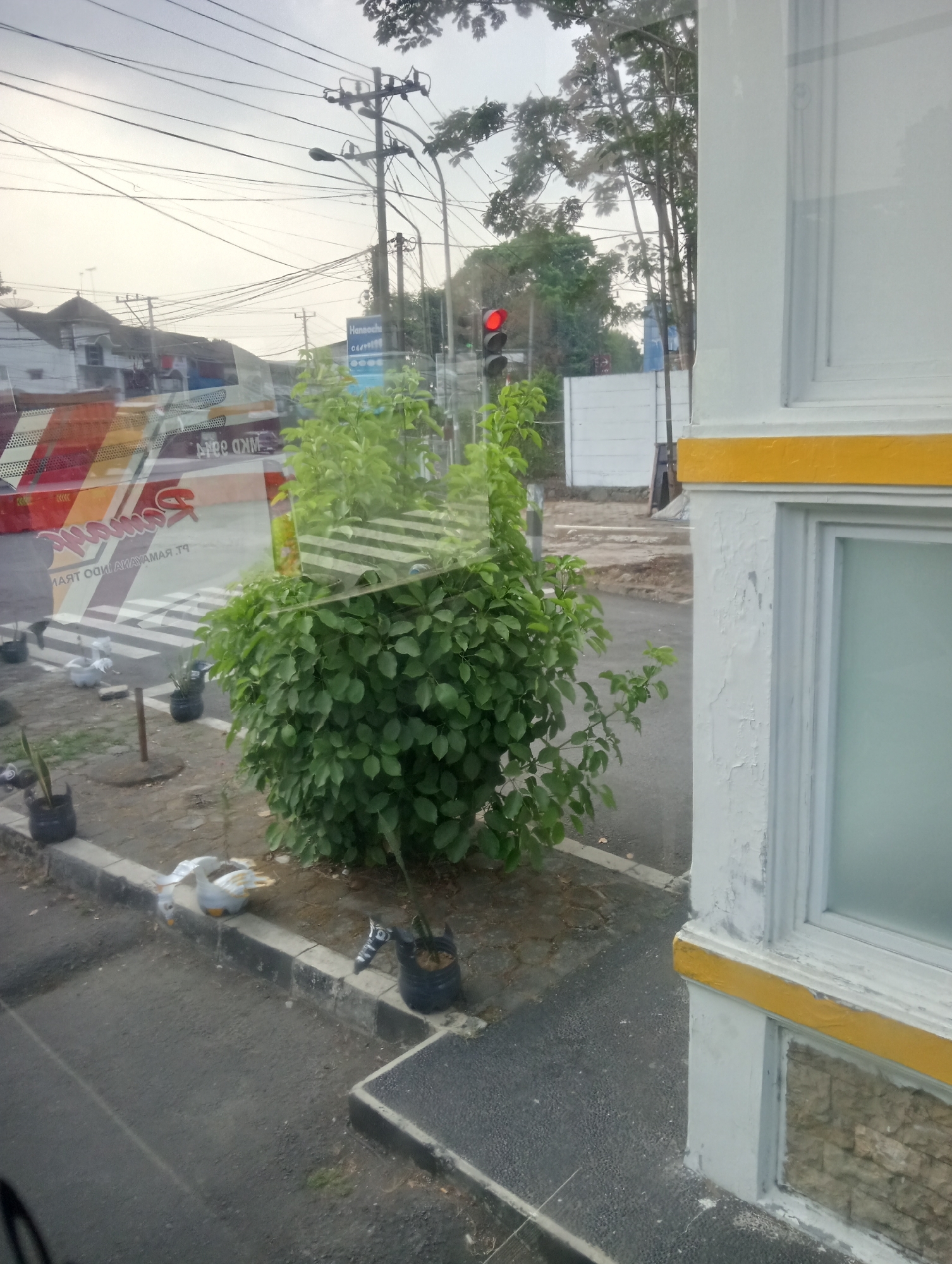 This image depicts a roadside scene in Magelang, Indonesia, as seen through a window, likely from a vehicle. In the foreground, a lush green bush is prominent, obscuring a portion of the view. To the right, a white building with a distinctive yellow band runs horizontally across its facade. The building has a large, framed window with frosted glass. The street in front of the building is paved and has a concrete curb. On the curb, there are several black plastic pots containing small plants, and two decorative white duck figures.
Reflected in the window, the background reveals elements of a city street. A traffic light is visible with a red light illuminated. Overhead, a complex network of electrical wires and poles crisscrosses the sky. Further in the background, there are buildings, including houses with pitched roofs, and a large vehicle with colorful graphics. The sky is overcast. The overall impression is a glimpse of urban infrastructure and daily life in Indonesia.