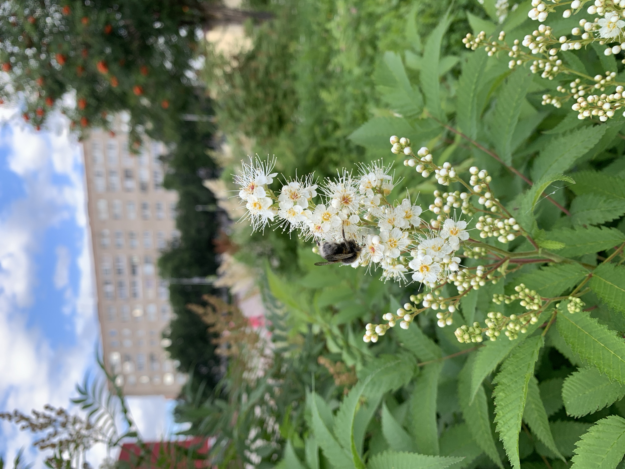 A bumblebee is perched on a cluster of small white flowers with prominent stamens. The flowers are part of a plant with serrated green leaves, visible in the foreground and midground. In the background, a light-colored, multi-story apartment building with numerous windows is visible under a cloudy blue sky. Trees with green foliage and a tree with orange berries are also present in the background. The scene appears to be an outdoor setting within a city, possibly a park or residential area. The specific location in Prokopyevsk, Russia, cannot be determined from the visual information alone.