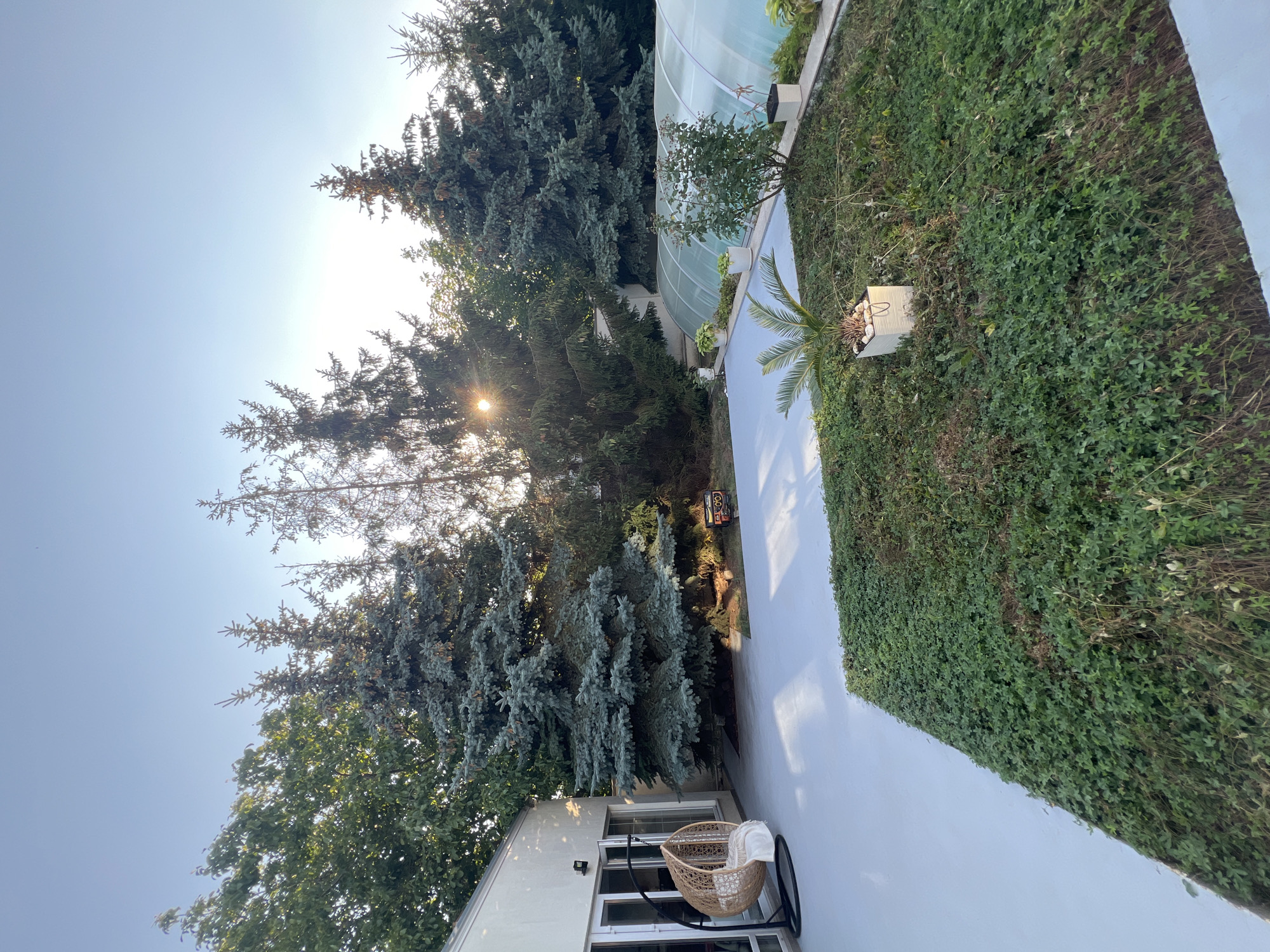 The image depicts a backyard scene in Fontanka, Ukraine, bathed in the warm light of the setting sun. The foreground features a large, light-grey paved area with a hanging rattan chair to the left, adorned with a white blanket. Adjacent to the paving is a lush, green ground cover. Further into the yard, a swimming pool with a transparent cover is visible, bordered by potted plants and a rose bush. A small palm tree in a white pot stands out on the grassy area. Behind the pool and to the right, a dense line of coniferous trees, including prominent blue spruce trees, creates a natural backdrop. The sky is clear and blue, with the sun peeking through the branches of the trees, casting sunbeams. The overall impression is one of a serene, well-maintained outdoor space.