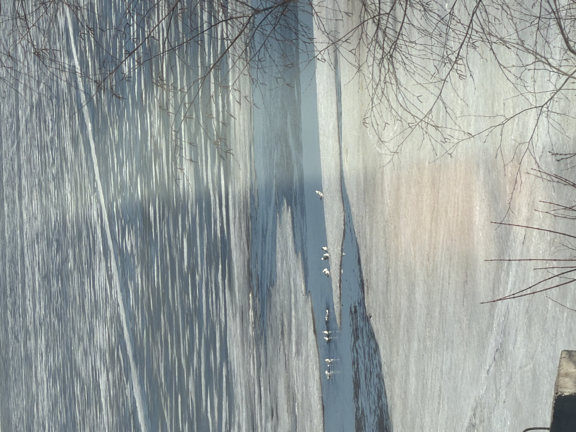 A vertical, tilted aerial shot depicts a partially frozen body of water, likely a section of the Kama River near Chaikovsky, Russia, characterized by varying ice conditions. The left side of the frame shows ice cover with prominent linear features, suggesting ice formation or cracks. A channel of open water runs through the center, where several white birds, possibly ducks or gulls, are visible in a dispersed group. The right side of the frame displays a wide expanse of solid, white ice, possibly the riverbank or a thicker, more stable ice sheet. Bare tree branches are present in the top left and right corners, indicating a winter or early spring setting. A concrete structure is visible in the lower right corner of the image.