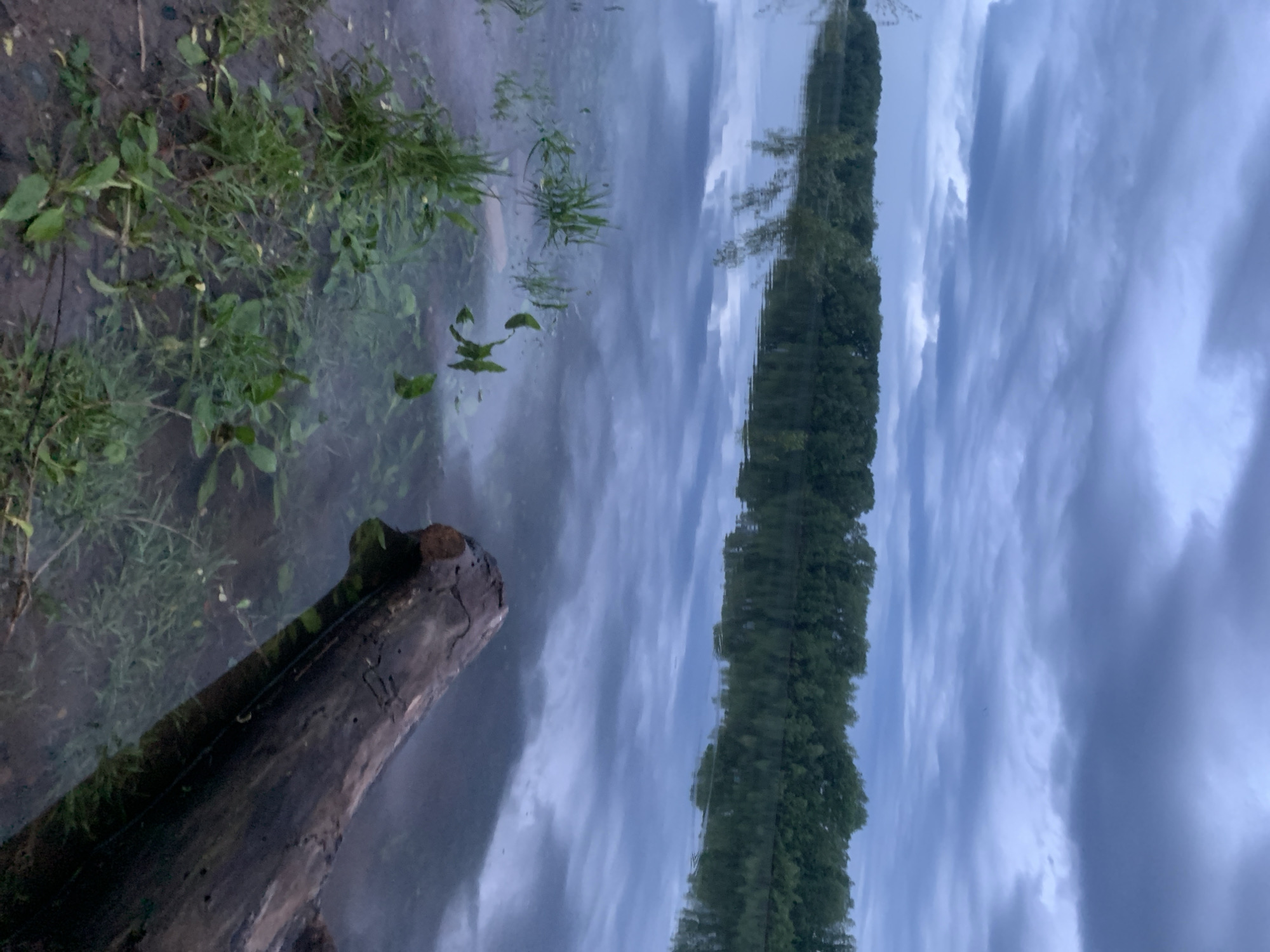 The image captures a scene at or near the Kama River in the city of Chaikovsky, Russia. A section of the river bank is visible with foliage (grass and small plants). A fallen tree trunk lies partially submerged in the water. The river surface shows reflections of the sky and trees on the opposite bank. The sky has a cloud cover. No people, subjects, actions, or interactions are readily apparent in the image.