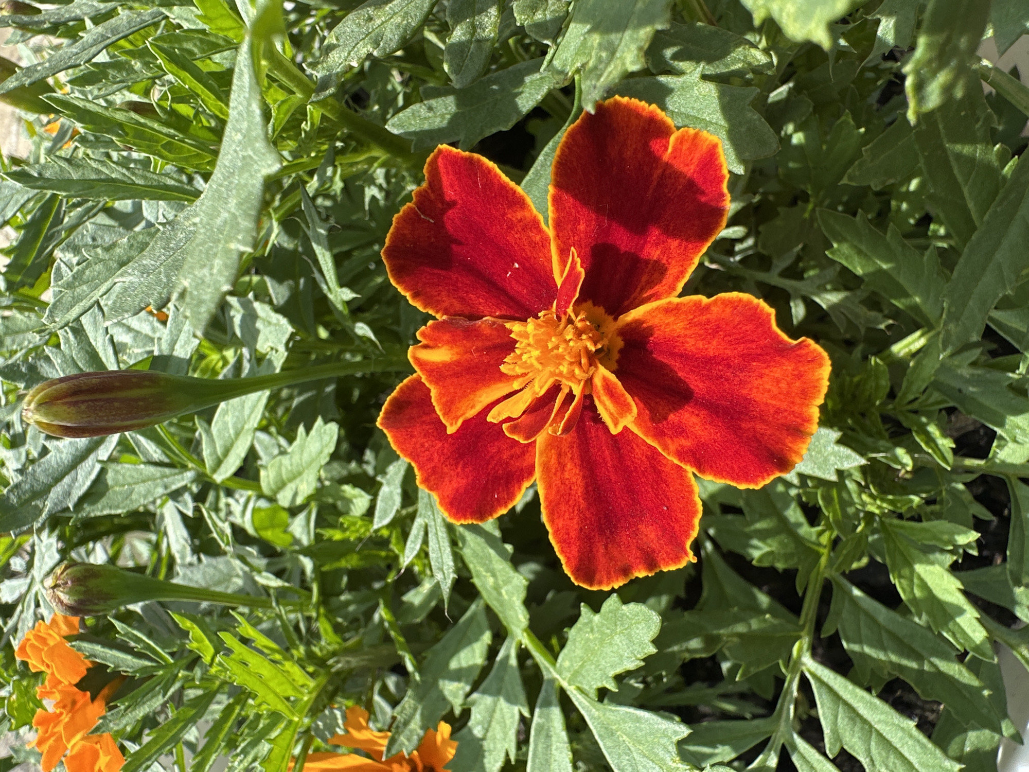 A close-up, eye-level shot shows a red and orange marigold flower in full bloom, with its petals slightly curled and ruffled. The center of the flower is a bright yellow-orange, and the edges of the petals are outlined in a lighter orange. The flower is surrounded by lush, green marigold foliage and two unopened marigold buds, one a reddish-brown and the other greenish-brown. The background is filled with more green leaves and hints of orange marigold flowers. The lighting suggests it is daytime and sunny. The scene is set in a garden or flower bed, likely outdoors.