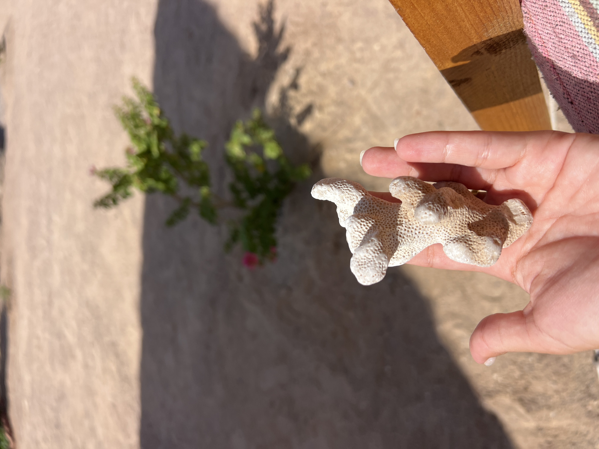 A person's hand is holding a piece of white coral in Nueiba, Egypt. The background is a sandy area with a small green plant. The coral is light-colored and textured, with a porous surface. The hand is a fair-skinned hand with neatly trimmed fingernails. The scene is illuminated by natural sunlight, casting shadows on the sand.