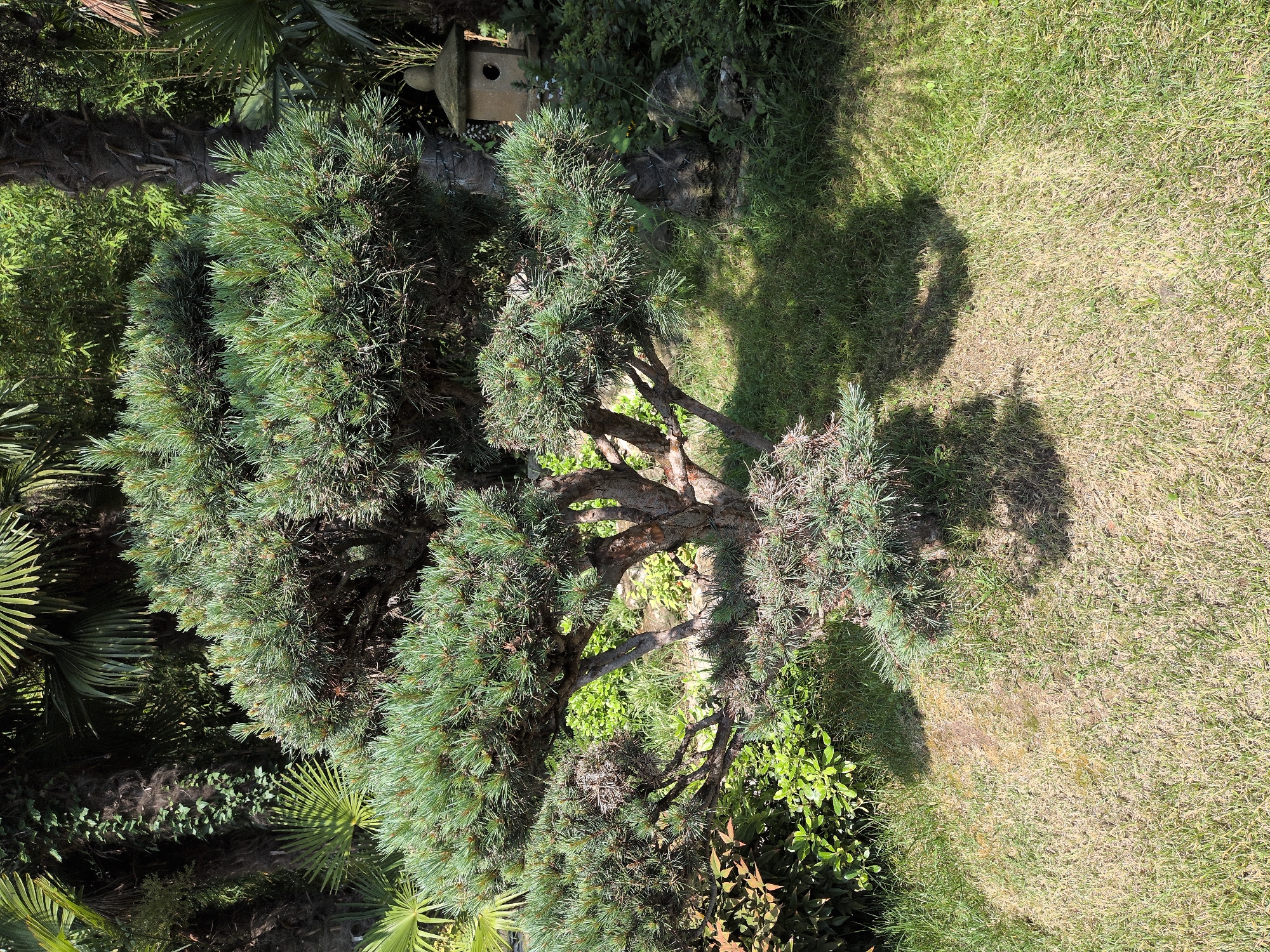 The image shows a close-up, top-down view of a garden with a Japanese-style stone lantern and a large pine tree. The pine tree is the primary subject, with its branches and needles prominently displayed. The tree's trunk is visible, with several thick branches spreading outwards. Lush green foliage surrounds the base of the tree and extends to the left and right edges of the image.
To the left of the pine tree, palm fronds and other green vegetation are visible, suggesting a warm climate. A portion of a Japanese stone lantern, a common garden ornament, can be seen behind the upper branches of the pine tree. The ground is covered with a mix of green grass and dry, brown patches, indicating areas where the grass may be less healthy.
Shadows cast by the pine tree and possibly other unseen objects fall across the grass, indicating that the sun is shining. The lighting suggests it is daytime, likely mid-morning or afternoon, with the sun at an angle. The overall scene depicts a well-maintained garden, possibly in a location like Sochi, Russia, known for its subtropical climate and diverse flora. No people or animals are visible in the image. There is no visible text.