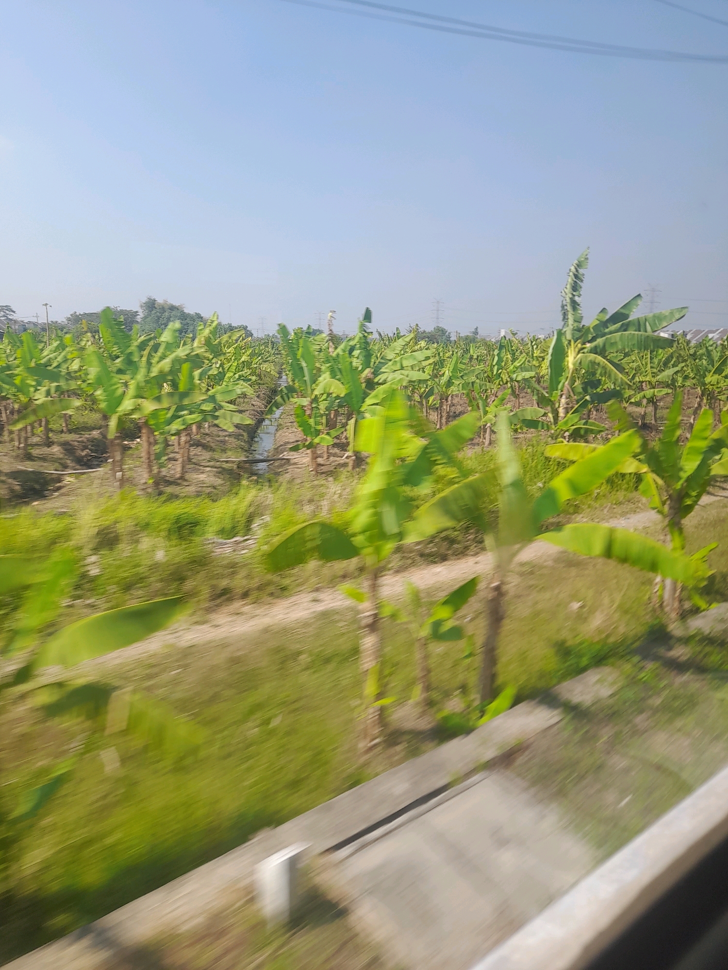 The image depicts a banana plantation in Watugolong, Indonesia, captured during the daytime. The scene is characterized by a vast expanse of banana trees, with their signature broad green leaves filling the frame. The trees appear to be young to moderately mature, planted in neat rows stretching into the distance.
A narrow channel of water is visible between some of the rows, suggesting an irrigation system. The ground between the trees is a mix of soil and some scattered dry vegetation. In the foreground, the blur of motion indicates the photograph was taken from a moving vehicle. A concrete structure, possibly part of a road or embankment, runs along the bottom right of the image.
The sky is clear and light blue, suggesting fair weather. In the background, faint outlines of power lines and some distant structures can be discerned. There are no people or animals visible in the frame. The overall impression is of an agricultural landscape in a rural or semi-rural setting within Watugolong.