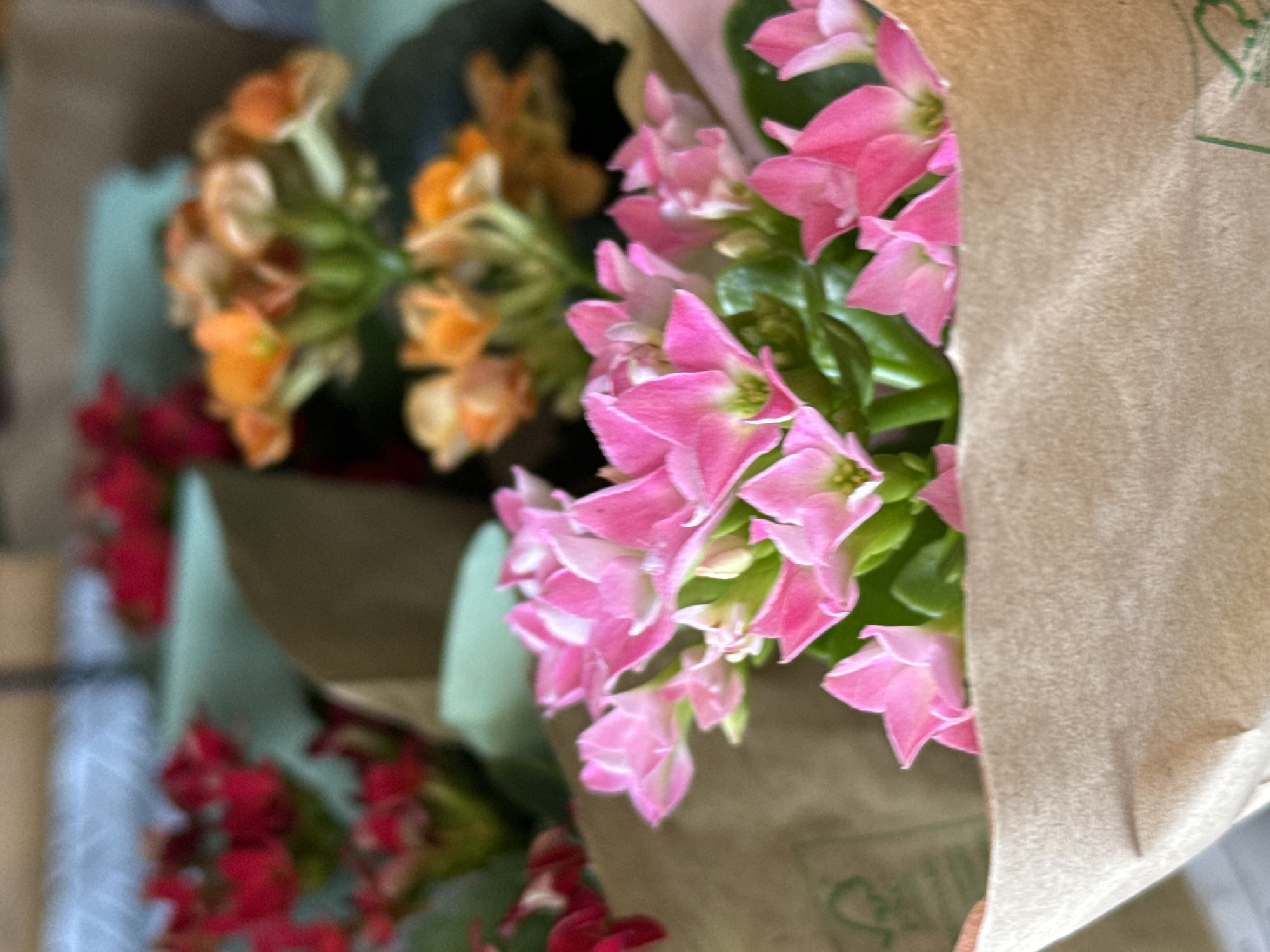 The image displays a close-up view of several potted flowering plants, wrapped in brown paper. The flowers are clustered, with the most prominent being a vibrant pink variety in the foreground. Behind these, to the left, are red flowers, and to the right, orange flowers are visible. The plants appear to be Kalanchoe, known for their succulent leaves and clusters of small, star-shaped flowers. The brown paper wrapping suggests they are likely being sold or transported. The background is blurred, but hints at an indoor setting with a light blue textured surface above the plants. There are no people or specific urban features indicating a location in Herzberg, Germany. The scene is static and focuses solely on the arrangement of the plants.