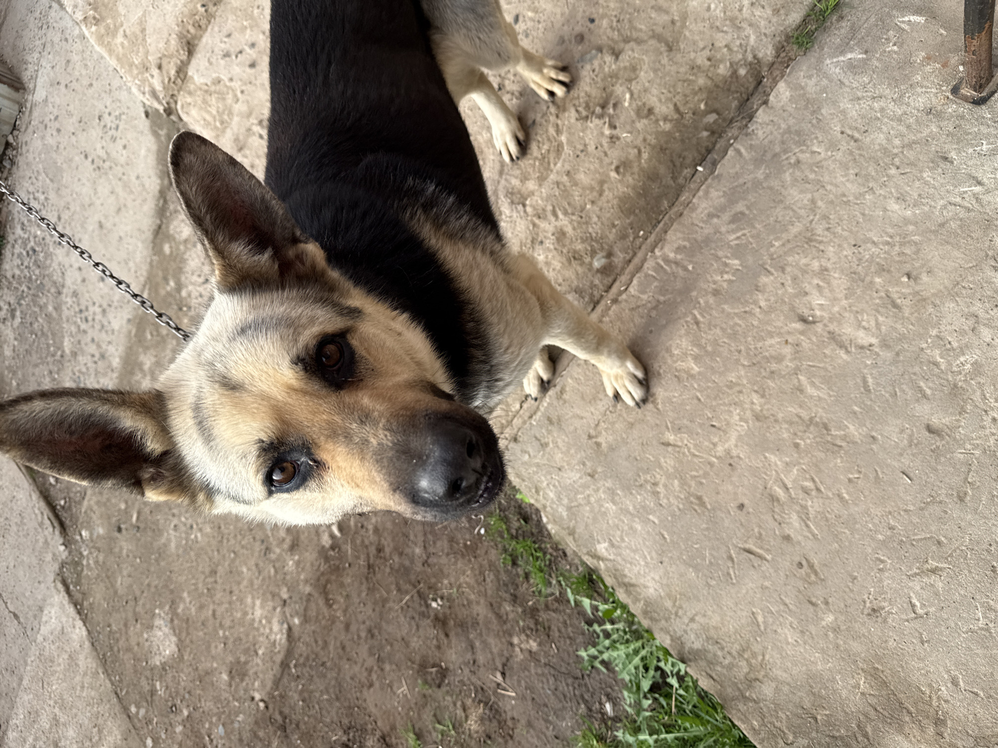 A medium-sized dog with black fur on its back and tan fur on its face, ears, and legs is standing on a concrete surface. The dog is attached to a chain leash. The background includes concrete slabs, dirt, and some green vegetation. The location is Unknown, Unknown.