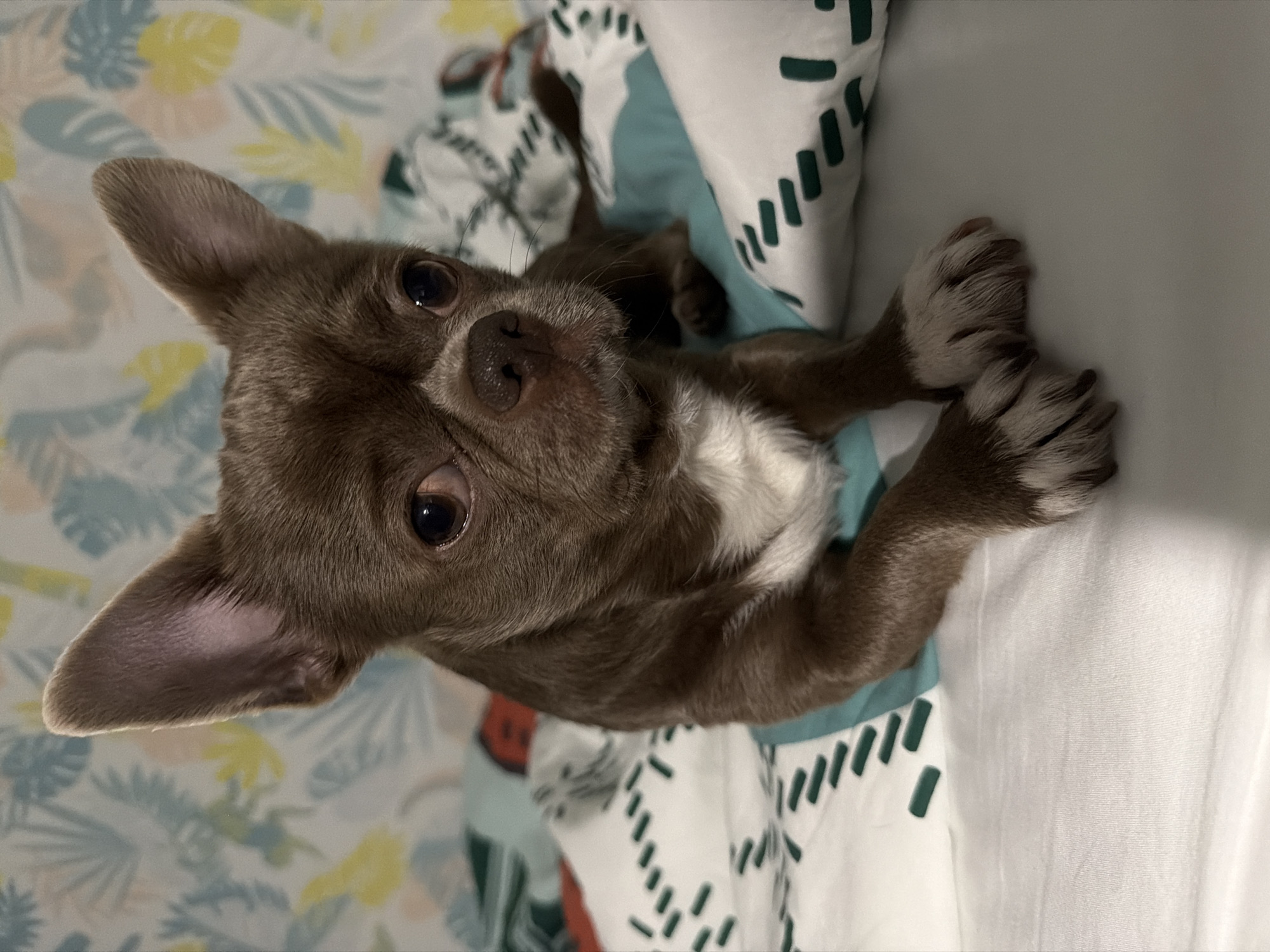 A brown Chihuahua dog with upright ears and a white chest is lying on a bed. The bed has bedding with a floral pattern in pastel colors and a pillow with a white background and green geometric shapes. The dog is looking directly at the camera. The environment is indoors, likely a bedroom. No people are visible in the image. The location in Votkinsk, Russia is not possible to determine from the image.