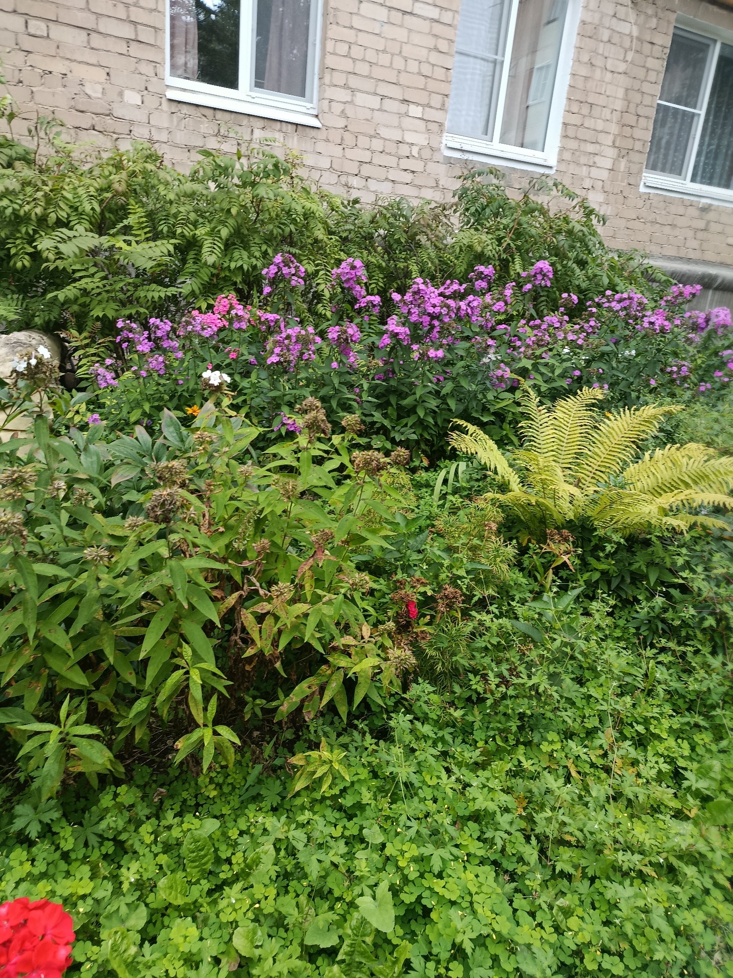 This image depicts a vibrant garden bed situated in front of a two-story brick building with white-trimmed windows. The garden is lush and filled with various plants, including dense green foliage, clusters of delicate pink and purple flowers, and a prominent fern with light green fronds. A large, light-colored rock is partially visible on the left side of the garden. The building's exterior wall is constructed of light-colored bricks, and a portion of a window with a white frame is visible in the upper left corner of the image. The lower right corner shows a glimpse of bright red flowers. The scene suggests an outdoor setting, likely a residential or public space in Syzran, Russia, given the building's architectural style.