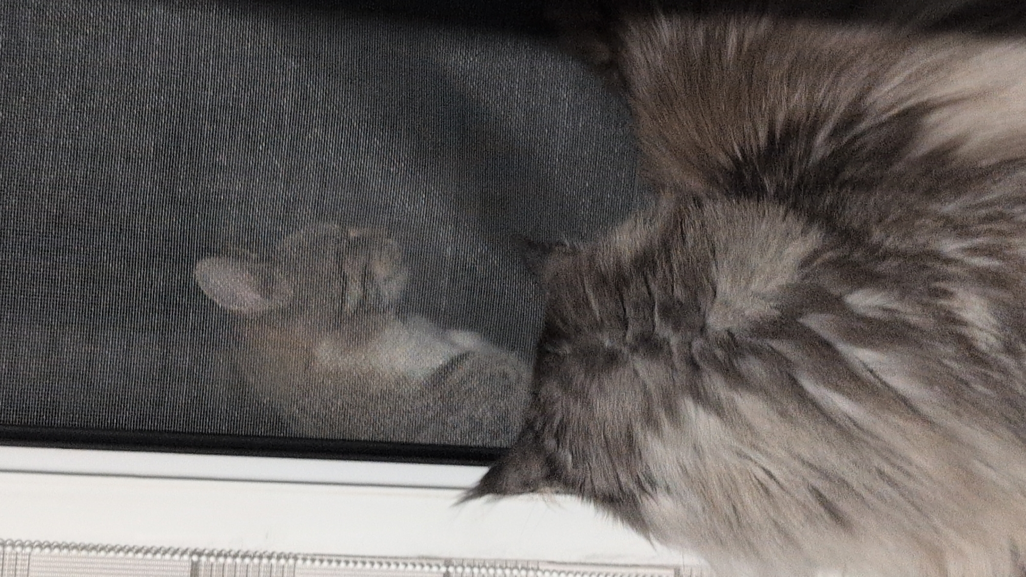 The image shows a close-up view of a fluffy grey cat looking through a window screen. The cat's head and part of its body are in the foreground, with its fur detailed and textured. Through the screen, the blurry reflection or image of another cat's face can be seen. The screen itself is a dark, horizontal mesh. To the left of the screen is a white frame, and to the right, a darker shadow is visible. The scene appears to be indoors, with the window suggesting a connection to the outside. There is no information about the city of Izmail, Ukraine, in the image.
